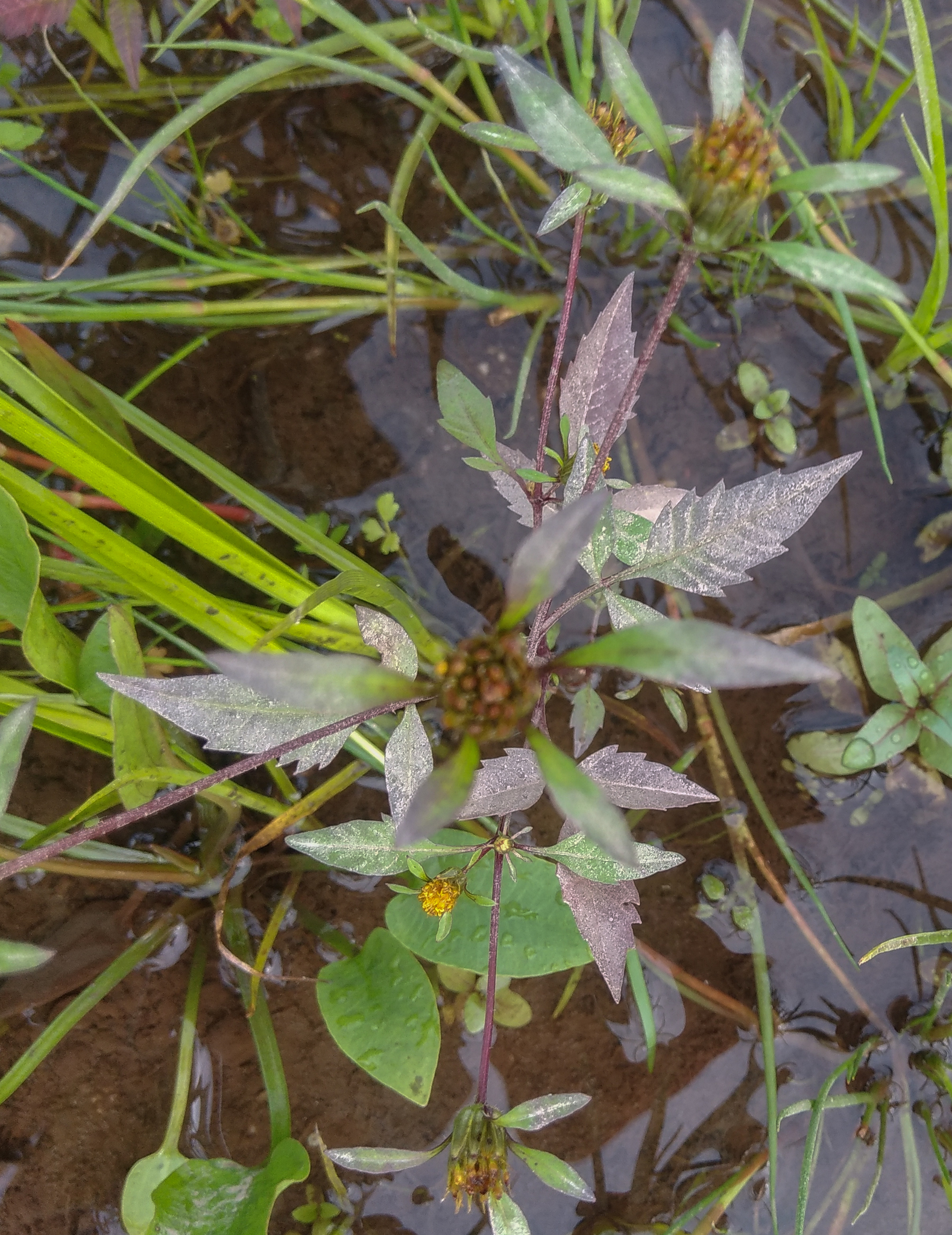 Photo of Devil's Beggarticks (9/11)