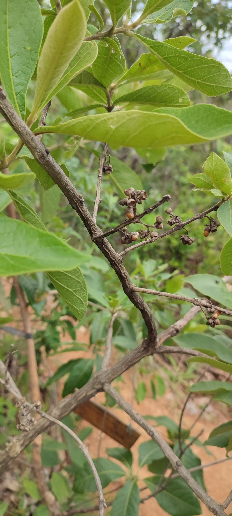 Photo of Aegiphila (6/7)