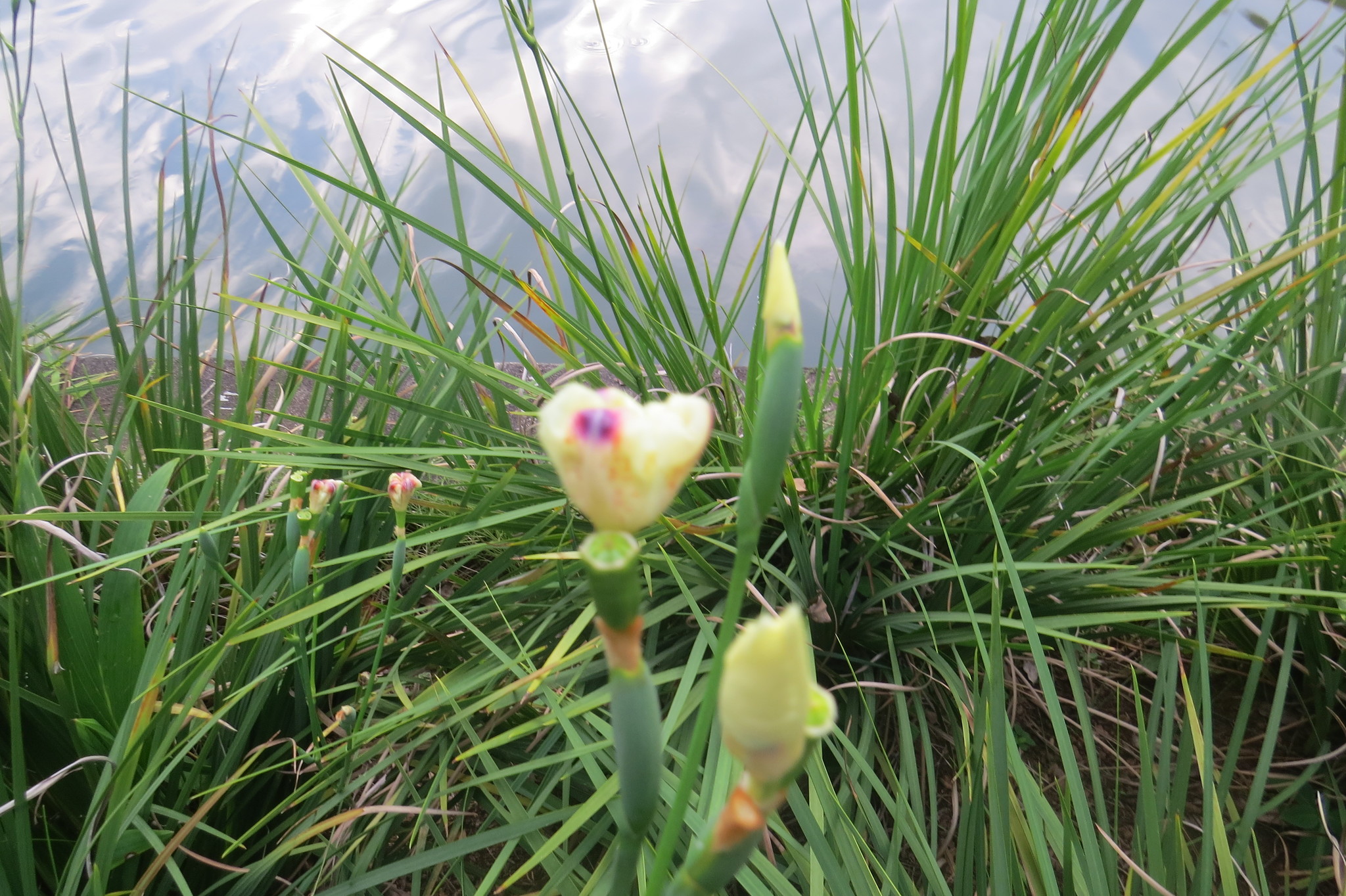 Photo of Yellow Fortnight Lily (4/10)