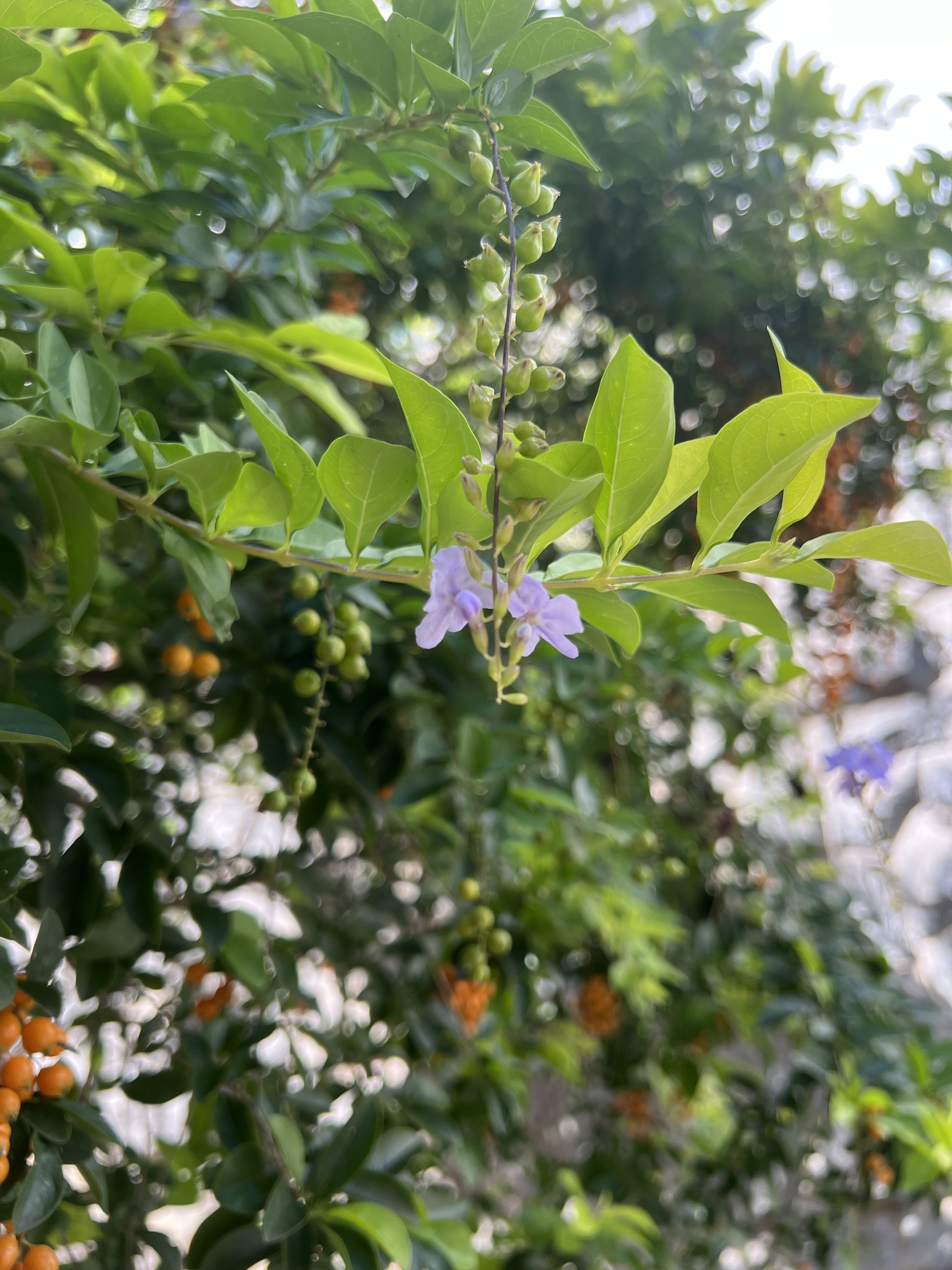Photo of Skyflower (5/10)