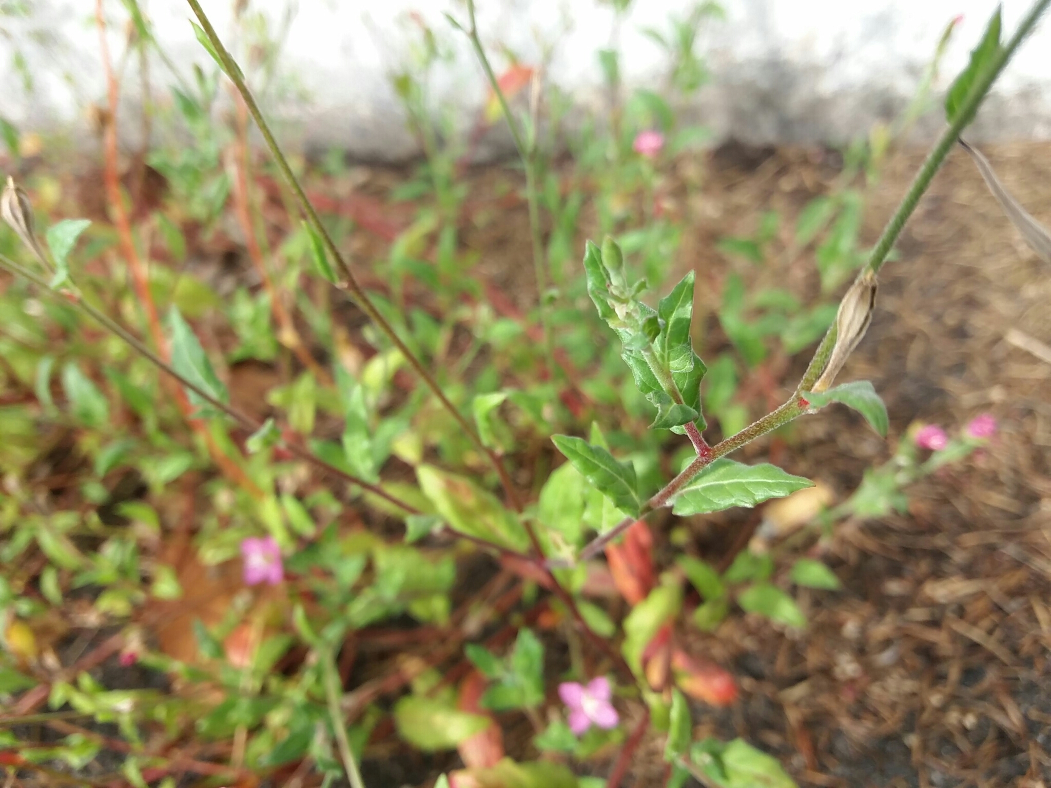 Photo of rose evening primrose (5/7)