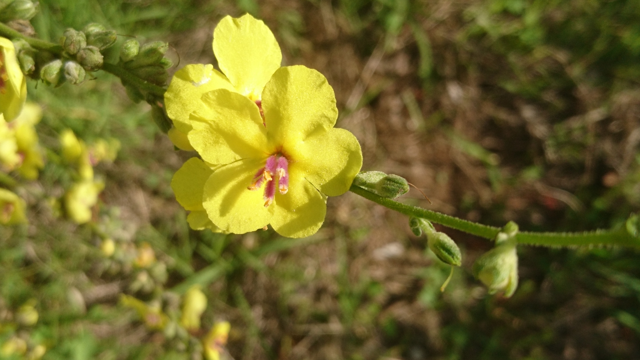 Photo of wavyleaf mullein (6/12)