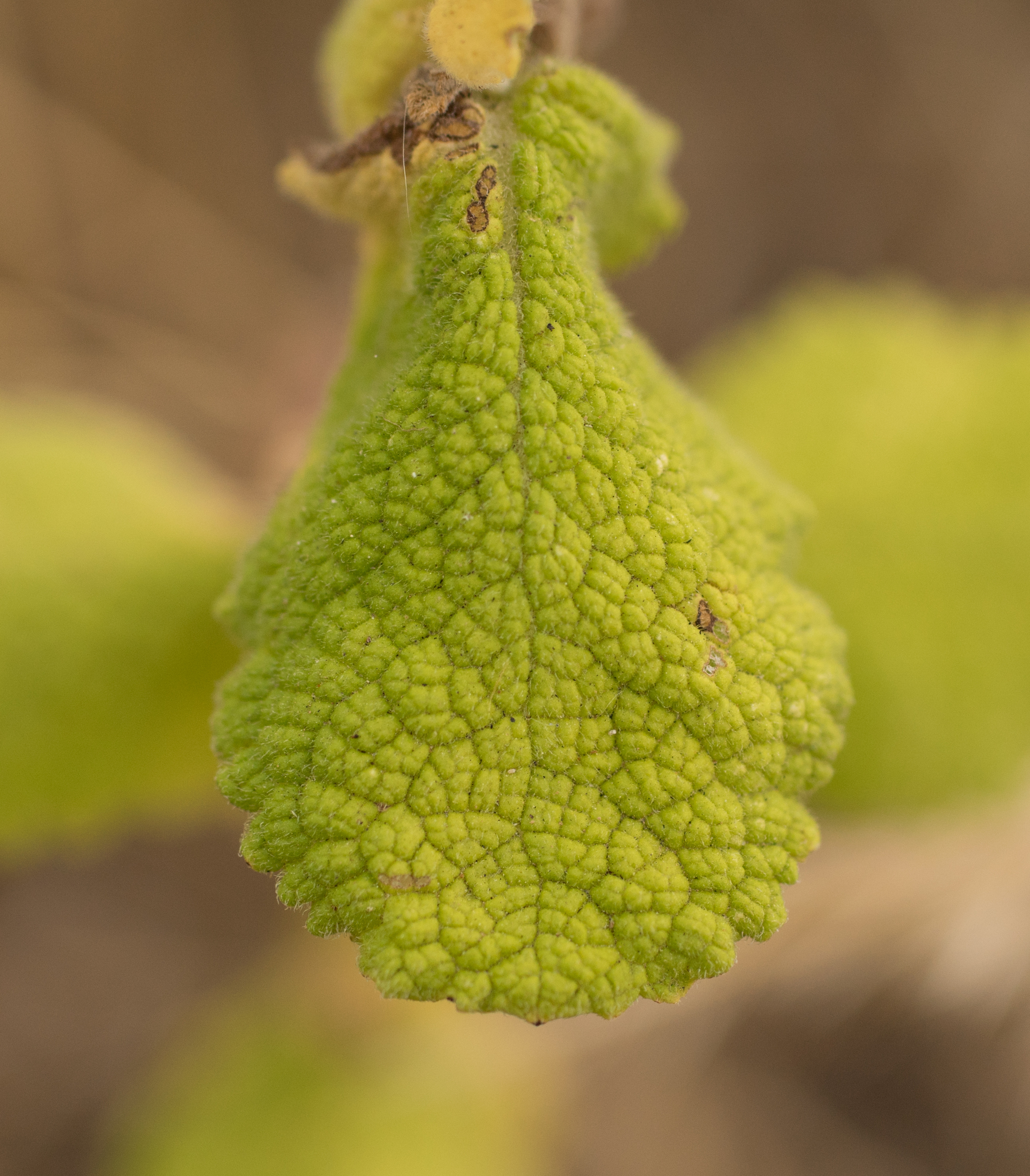 Photo of Apple Mint (3/9)