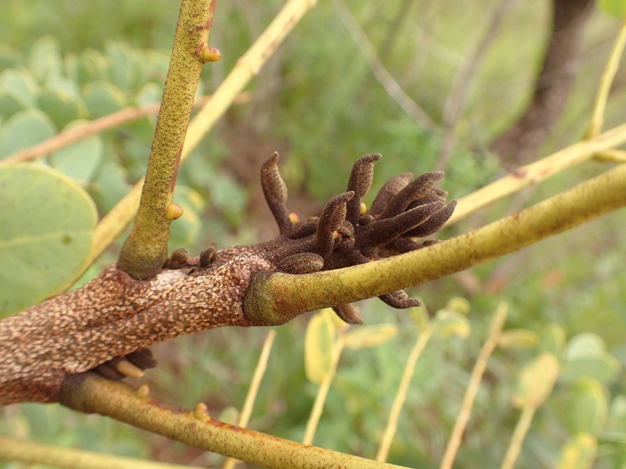 Photo of Stryphnodendron adstringens (4/9)