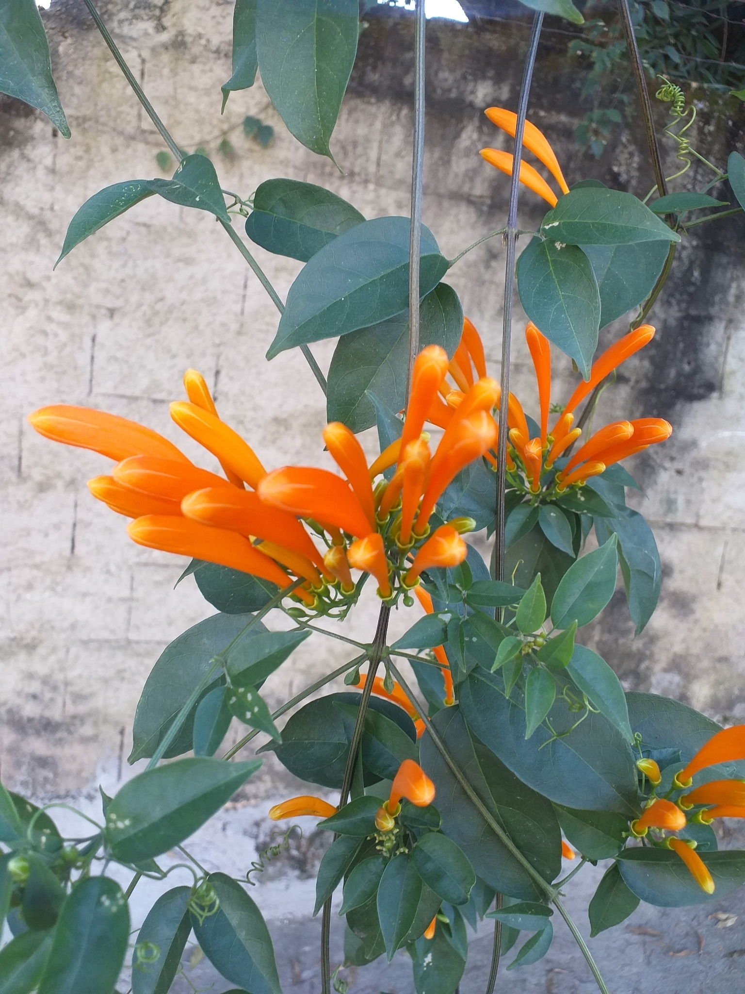 Photo of Flame vine (10/12)