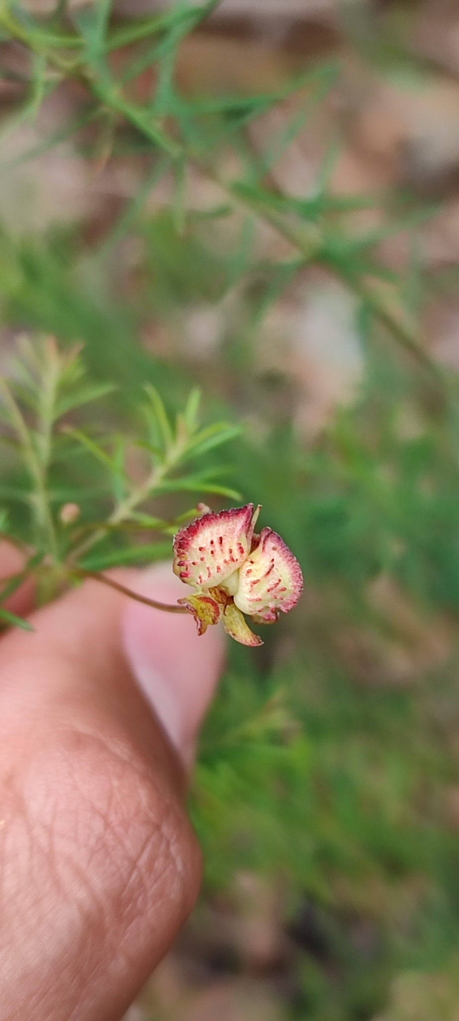 Photo of Camarea ericoides (8/8)