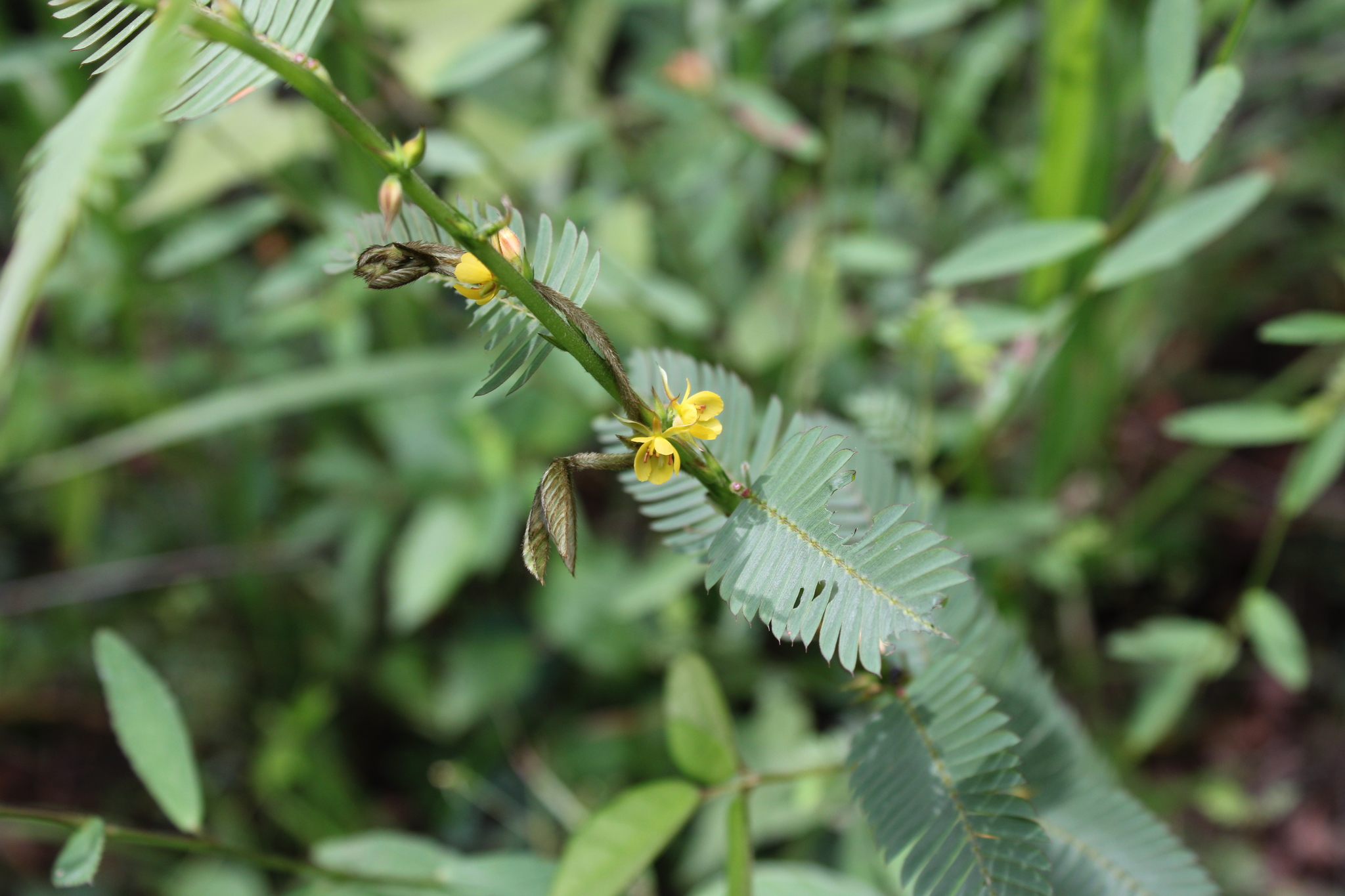 Photo of Chamaecrista (5/9)