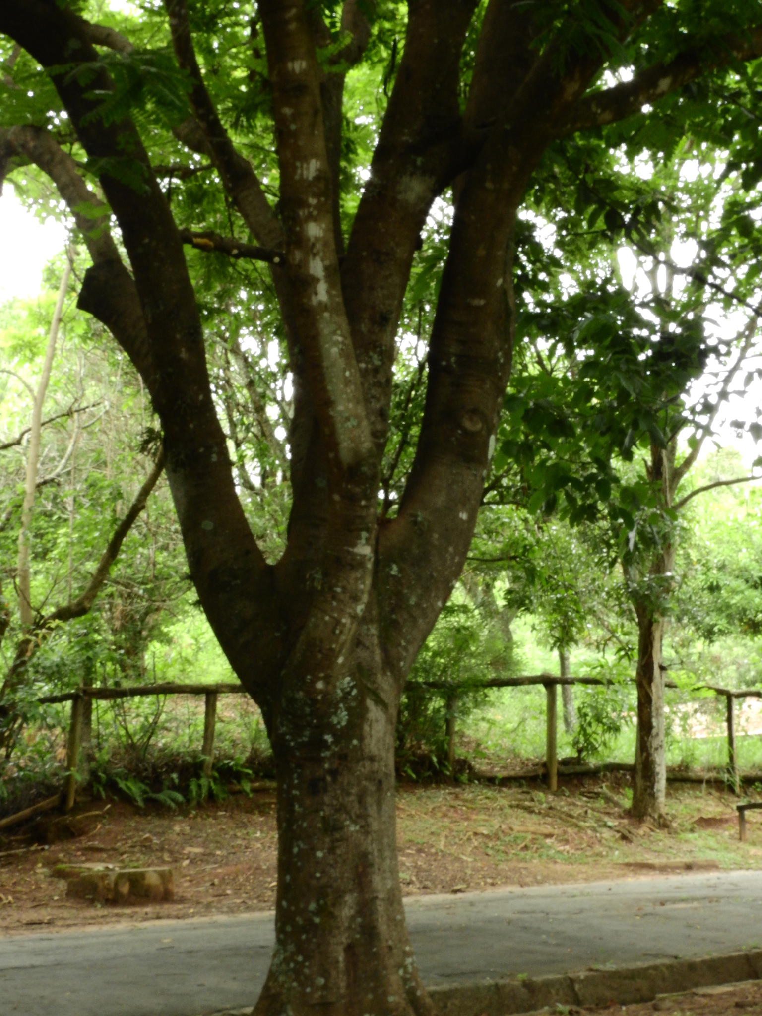 Photo of Pink Shower Tree (6/7)