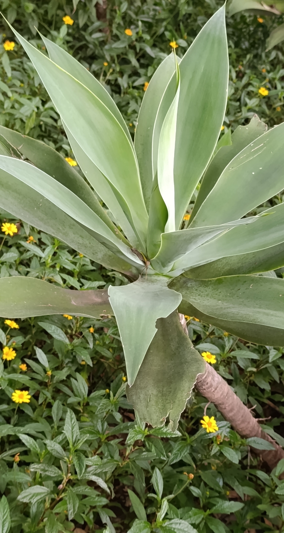 Photo of Swan-neck Agave (6/12)