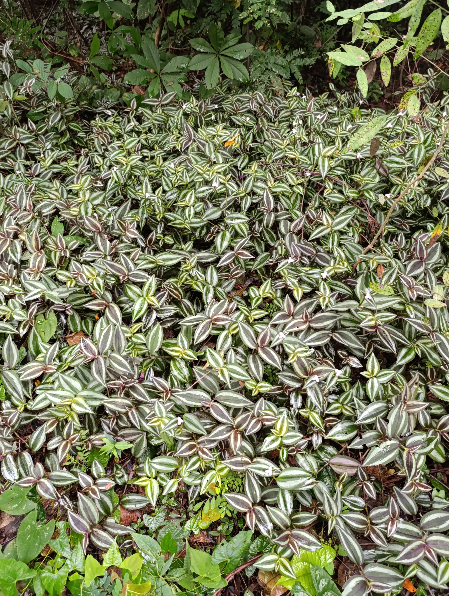 Photo of zebra plant (2/11)