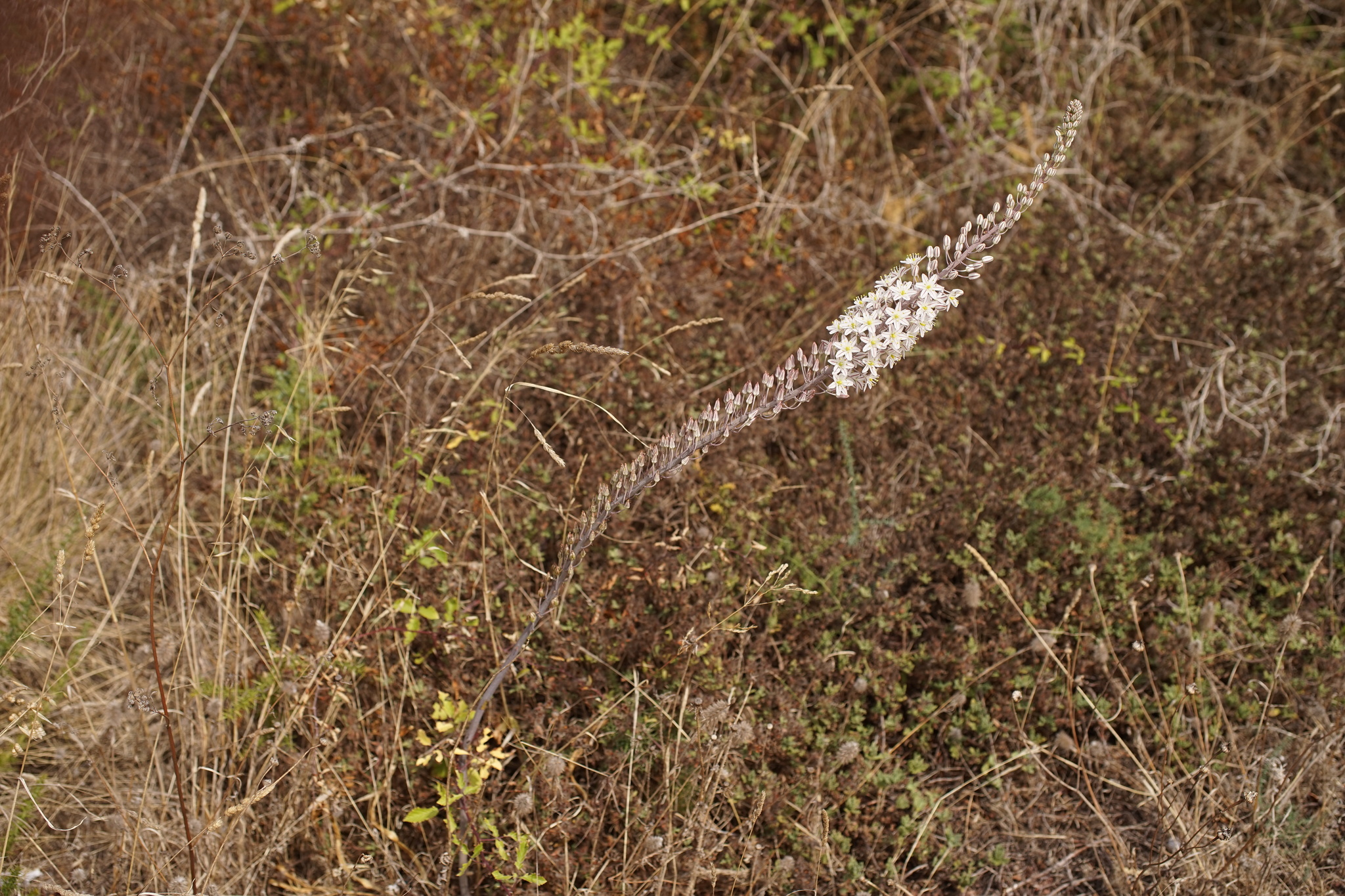 Photo of sea squill (2/10)