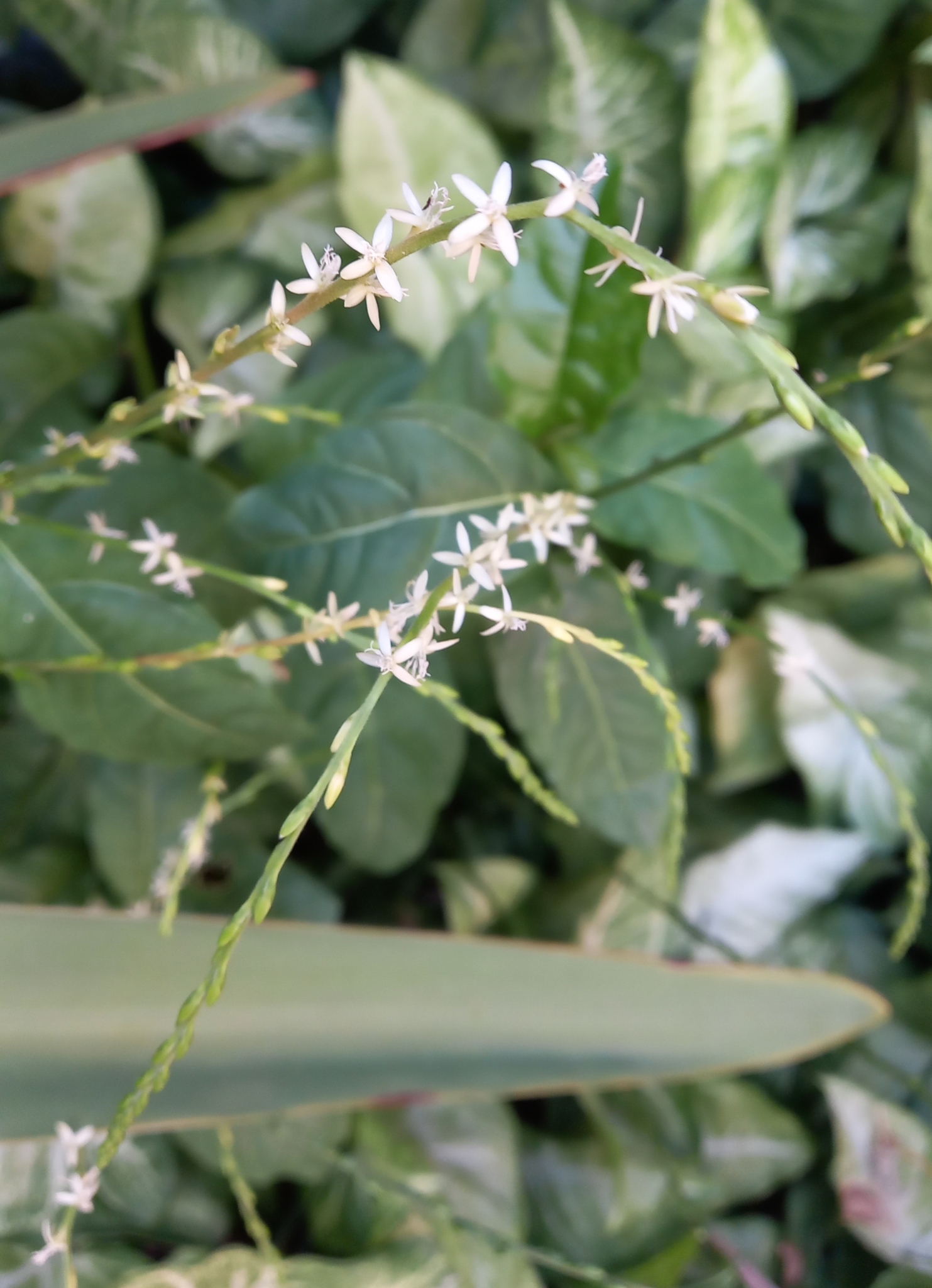 Photo of Guinea Hen Weed (1/12)