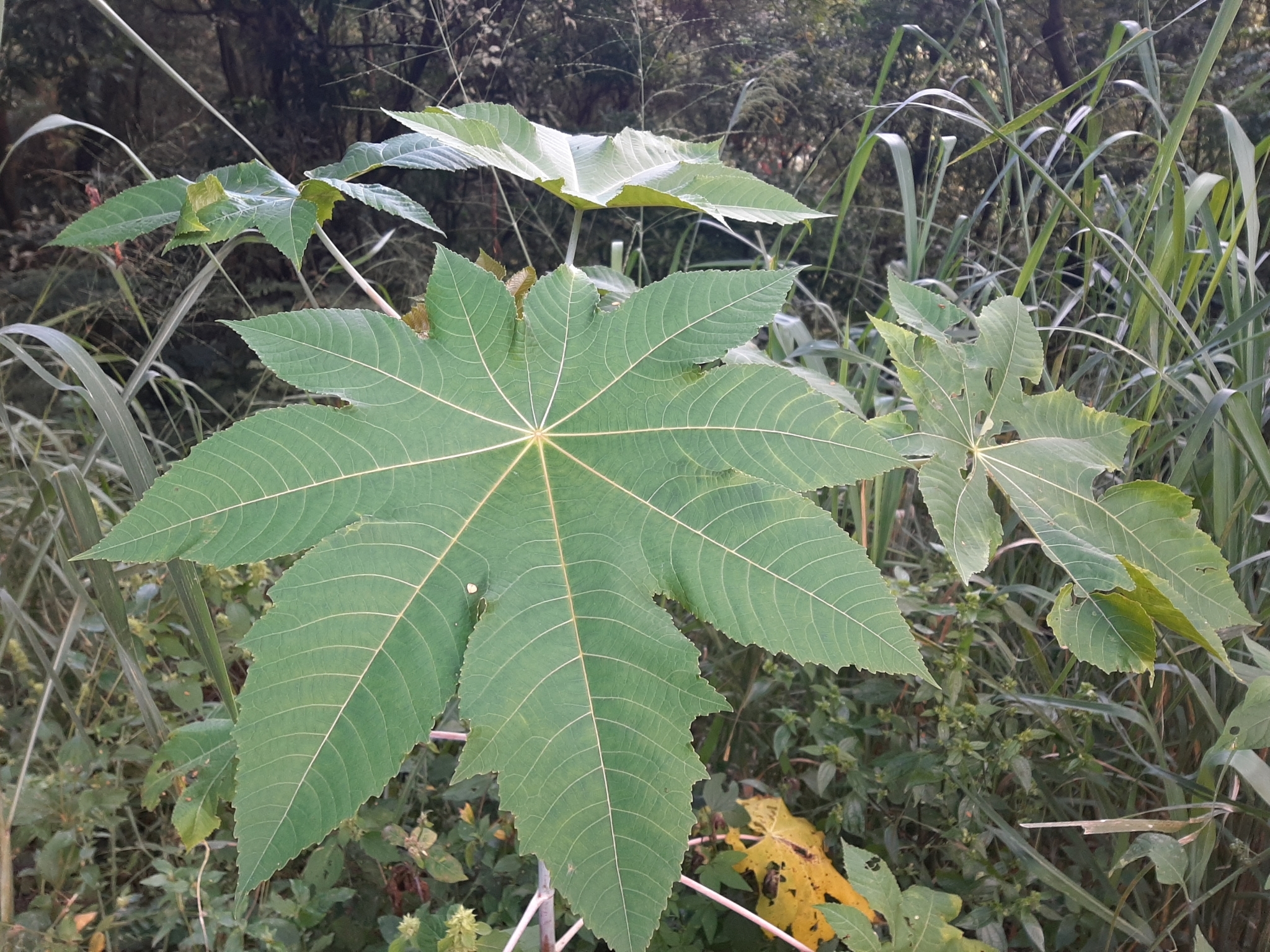 Photo of castor bean (10/12)