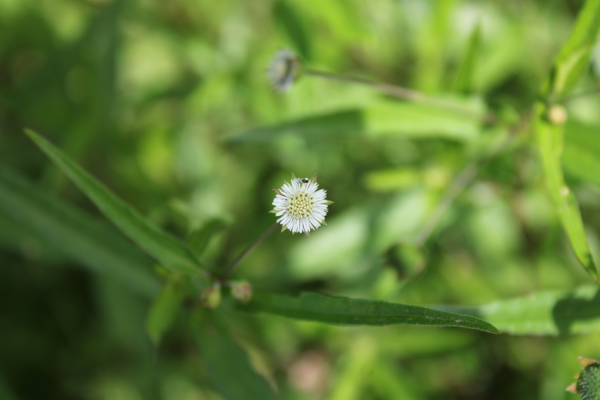 Photo of False Daisy (1/8)