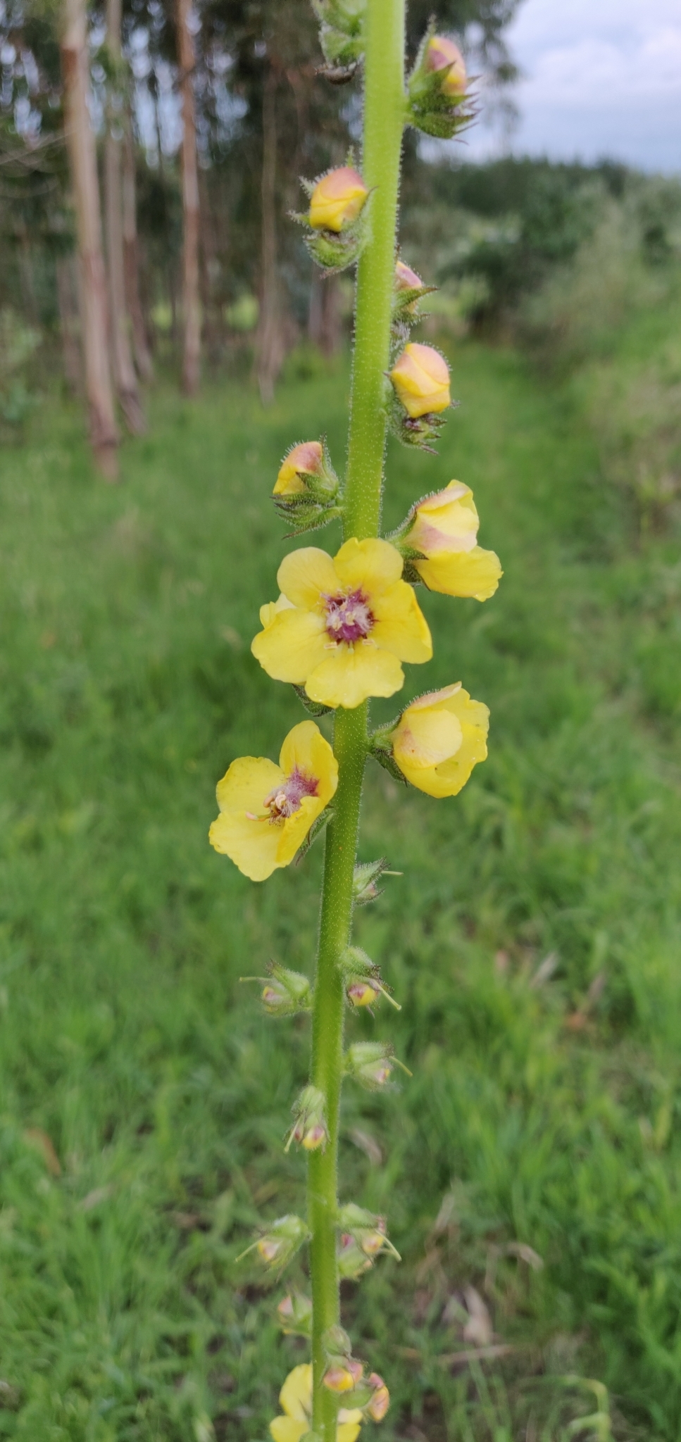 Photo of Wand Mullein (6/8)