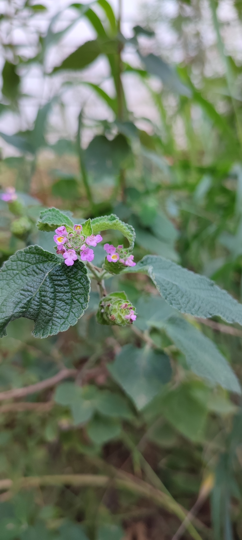 Photo of Lantana fucata (5/12)