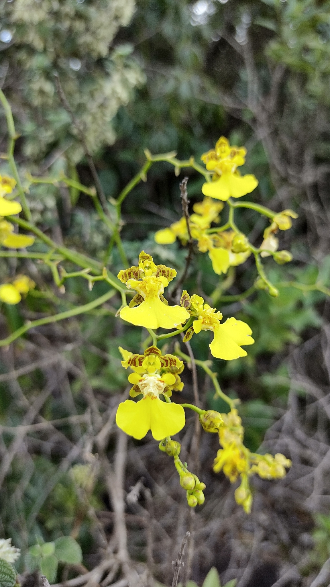 Photo of Gomesa ramosa (9/12)