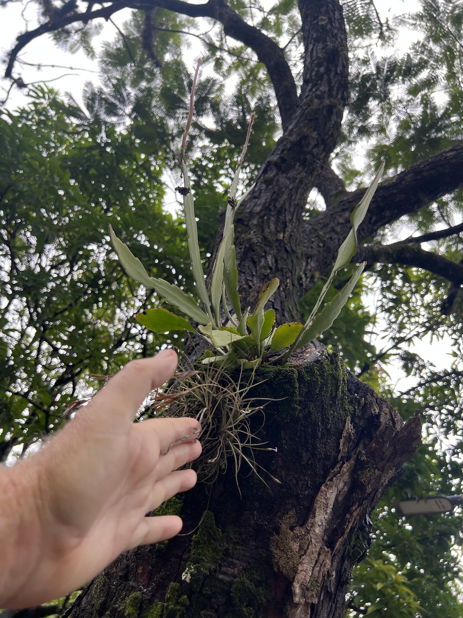 Photo of Epiphyllum phyllanthus (1/12)