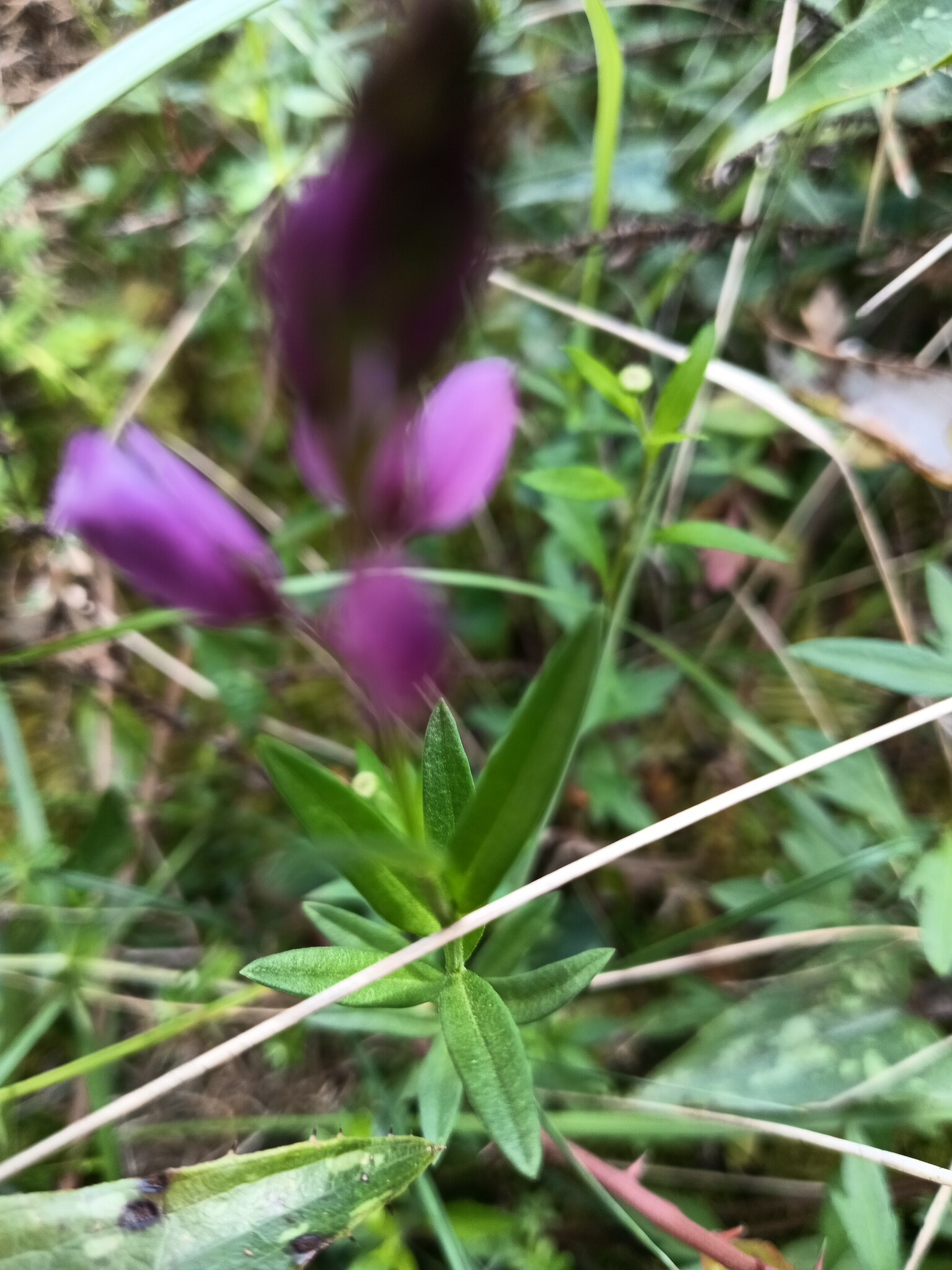 Photo of Common Milkwort (3/6)