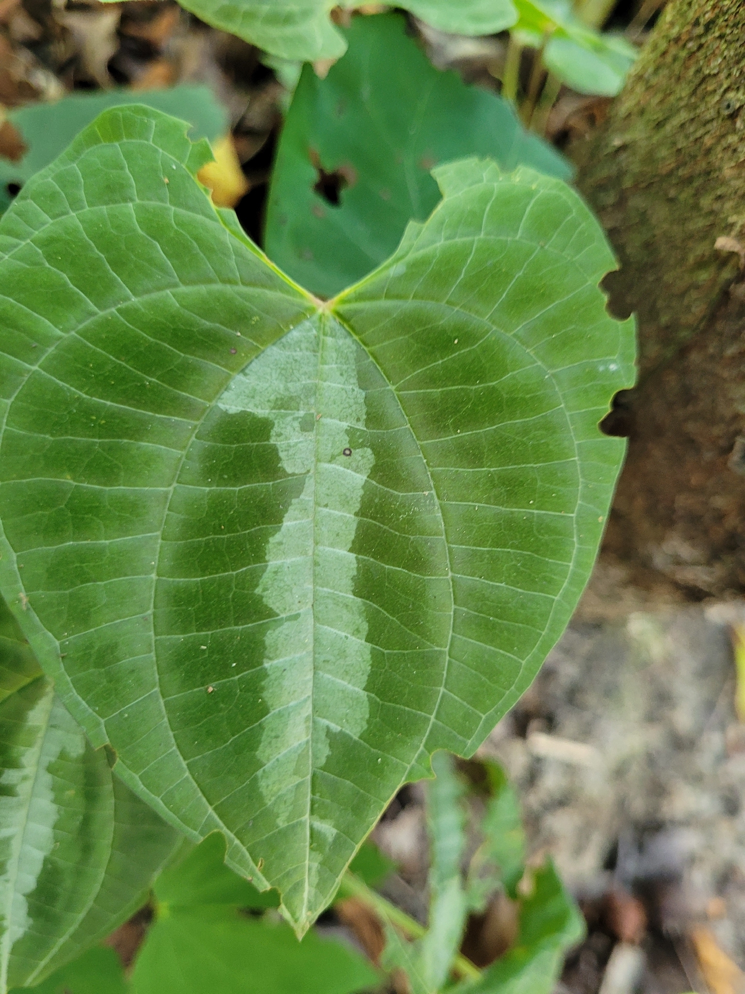 Photo of variegated monkey ball vine (1/8)