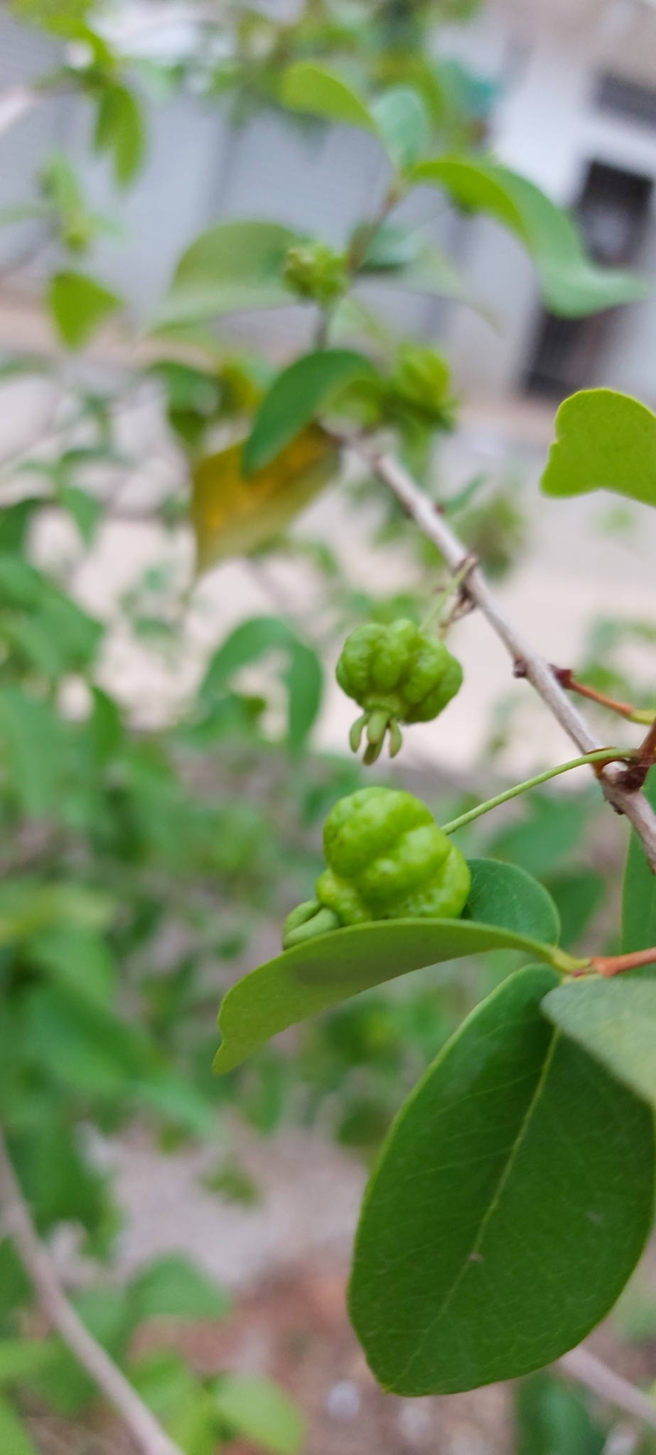 Photo of Surinam cherry (12/12)