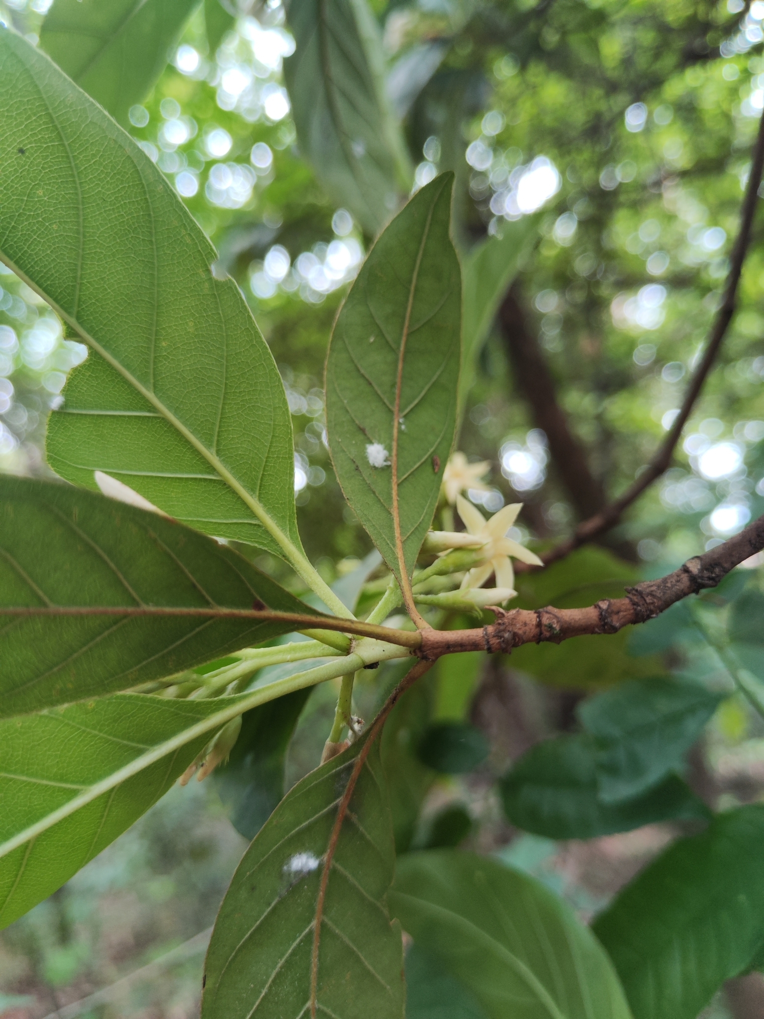 Photo of Rubiaceae (7/7)