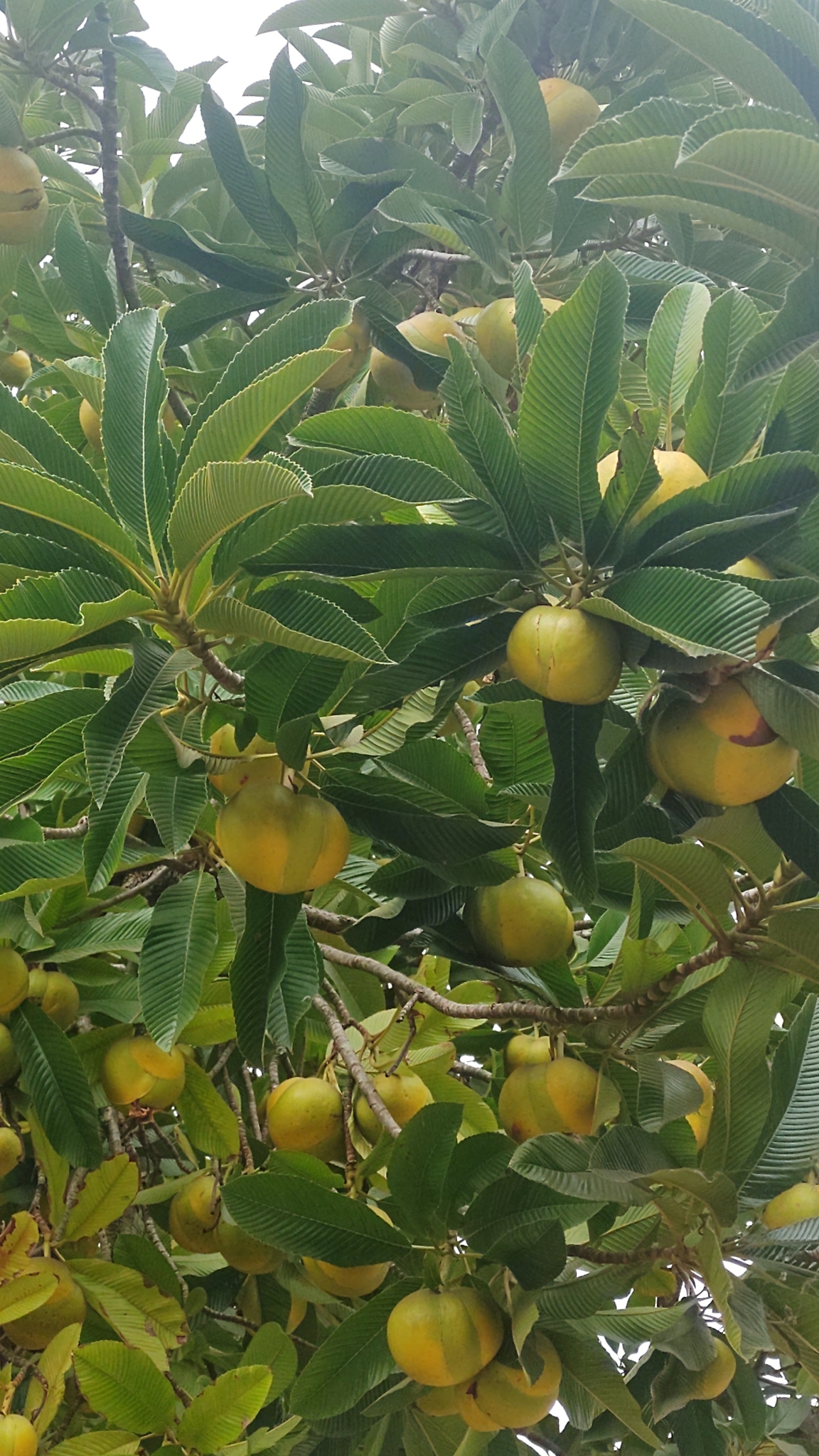 Photo of elephant apple (10/10)