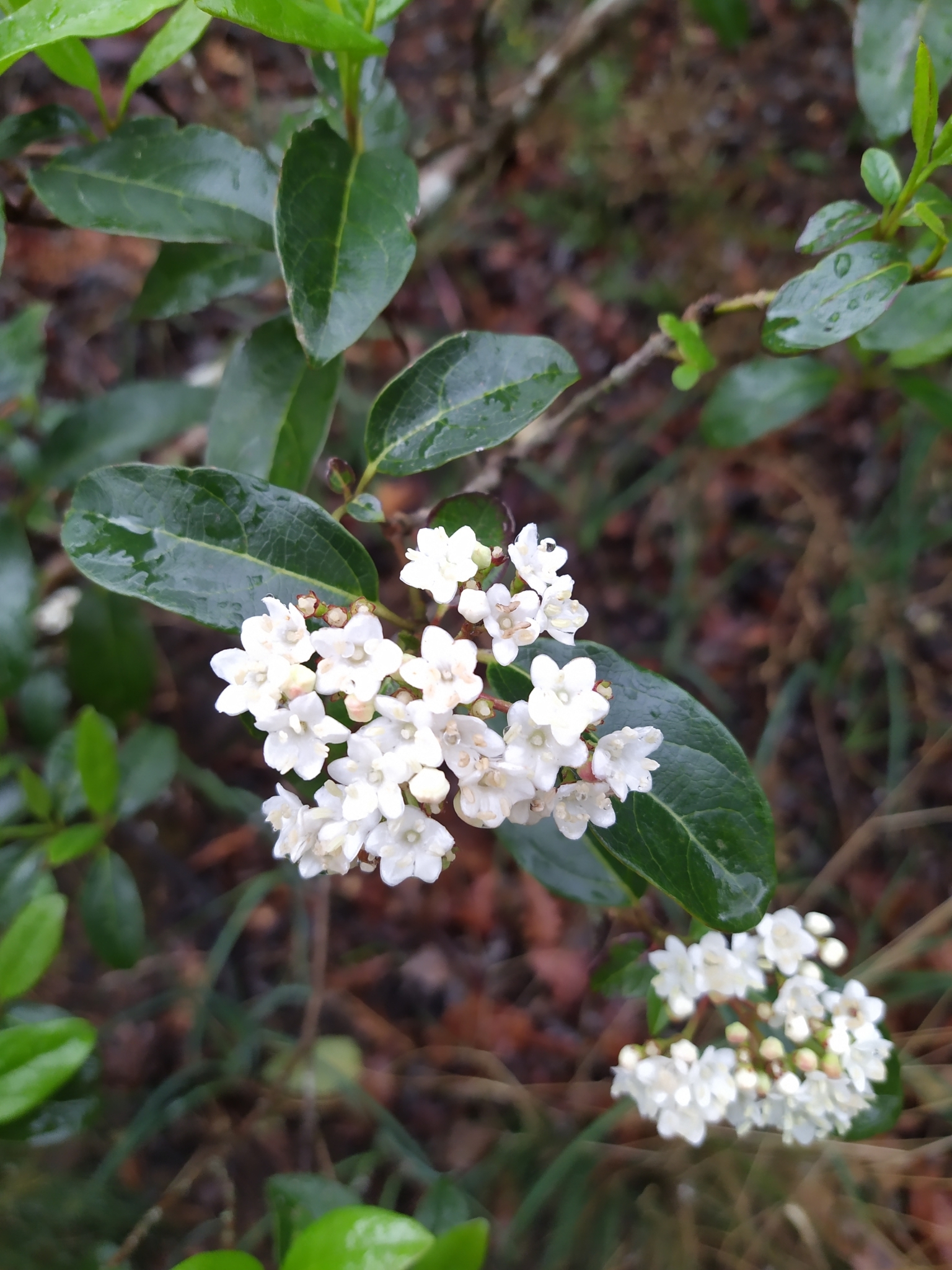 Photo of Laurustinus viburnum (12/12)