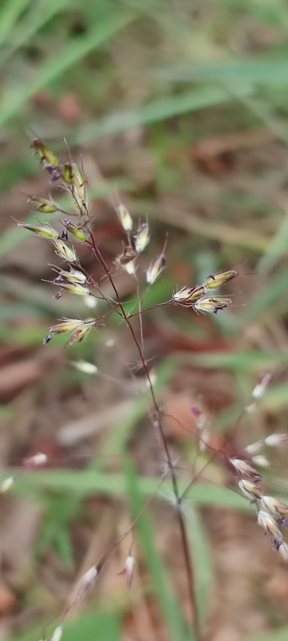 Photo of Eragrostis polytricha (2/12)