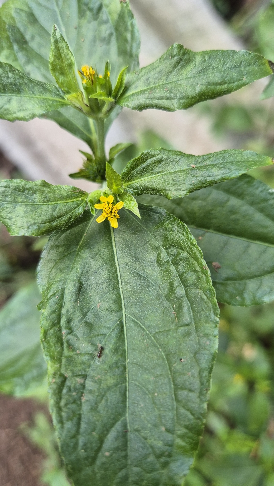 Photo of Nodeweed (8/12)