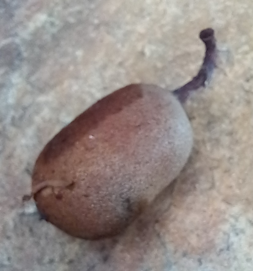 Photo of Tamarind (3/6)