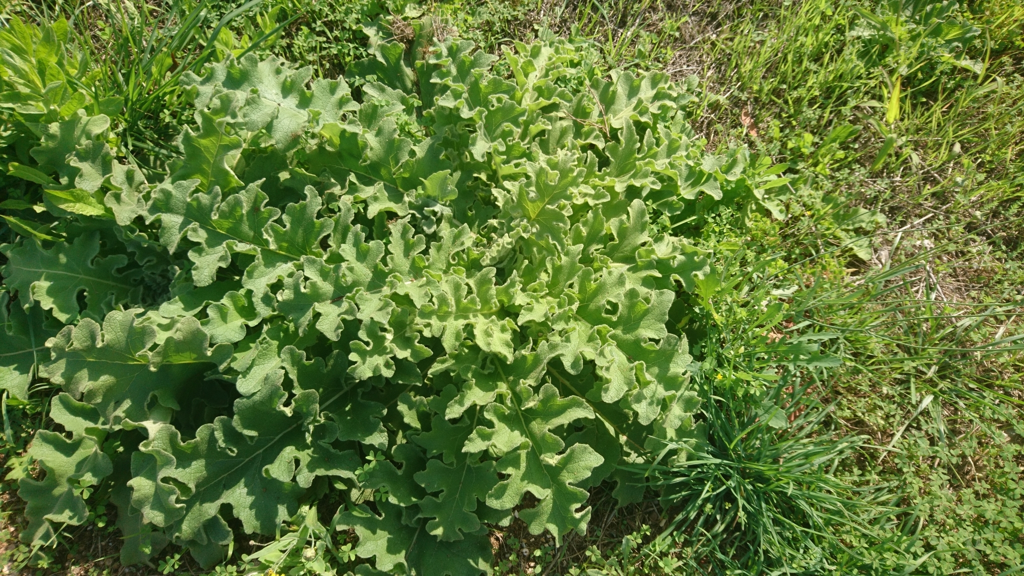 Photo of wavyleaf mullein (1/12)