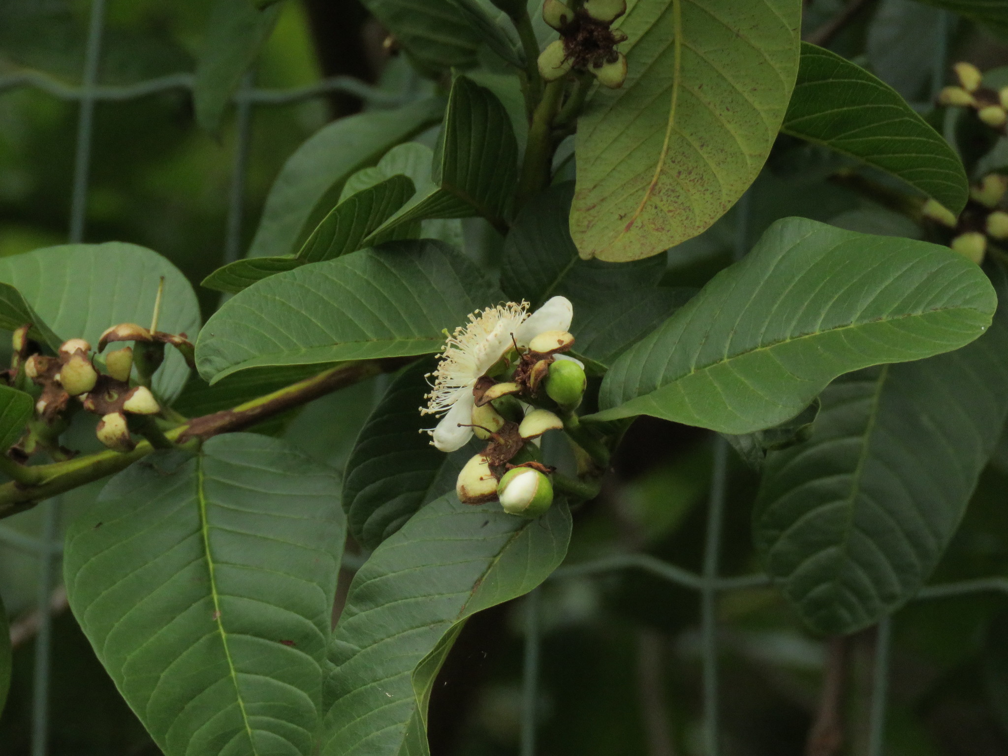 Photo of Common guava (11/12)