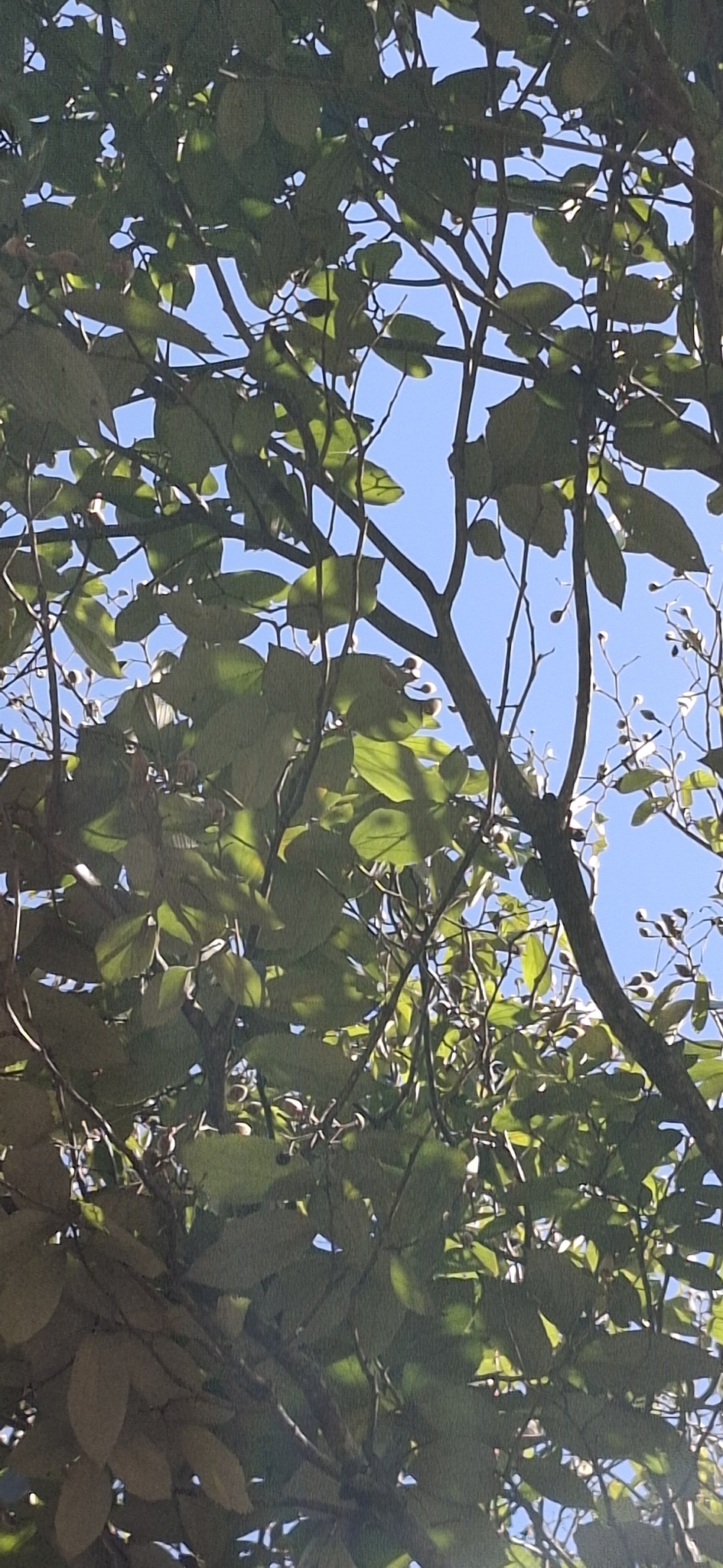 Photo of Luehea divaricata (9/12)