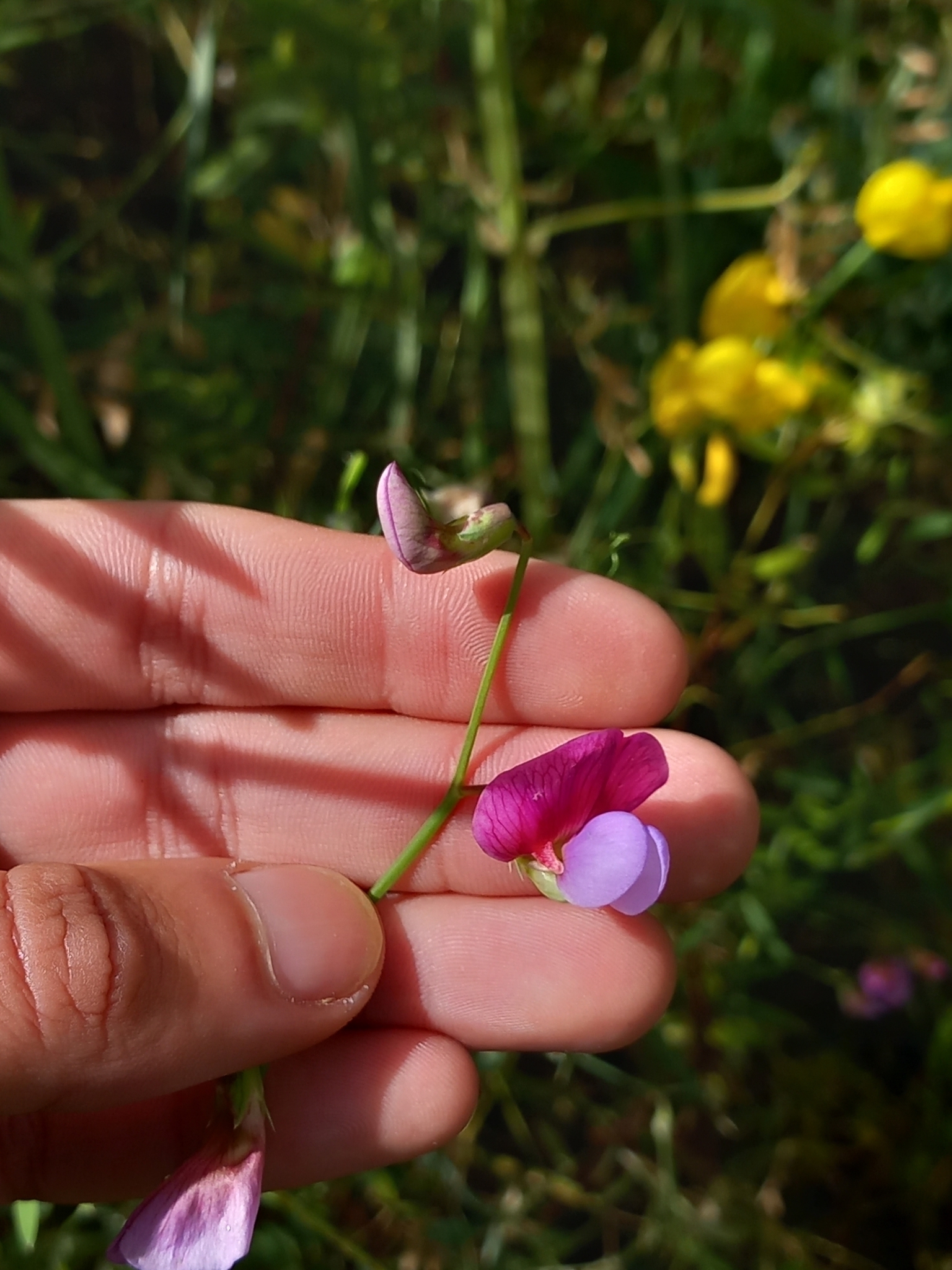 Photo of Crimson Pea (8/12)
