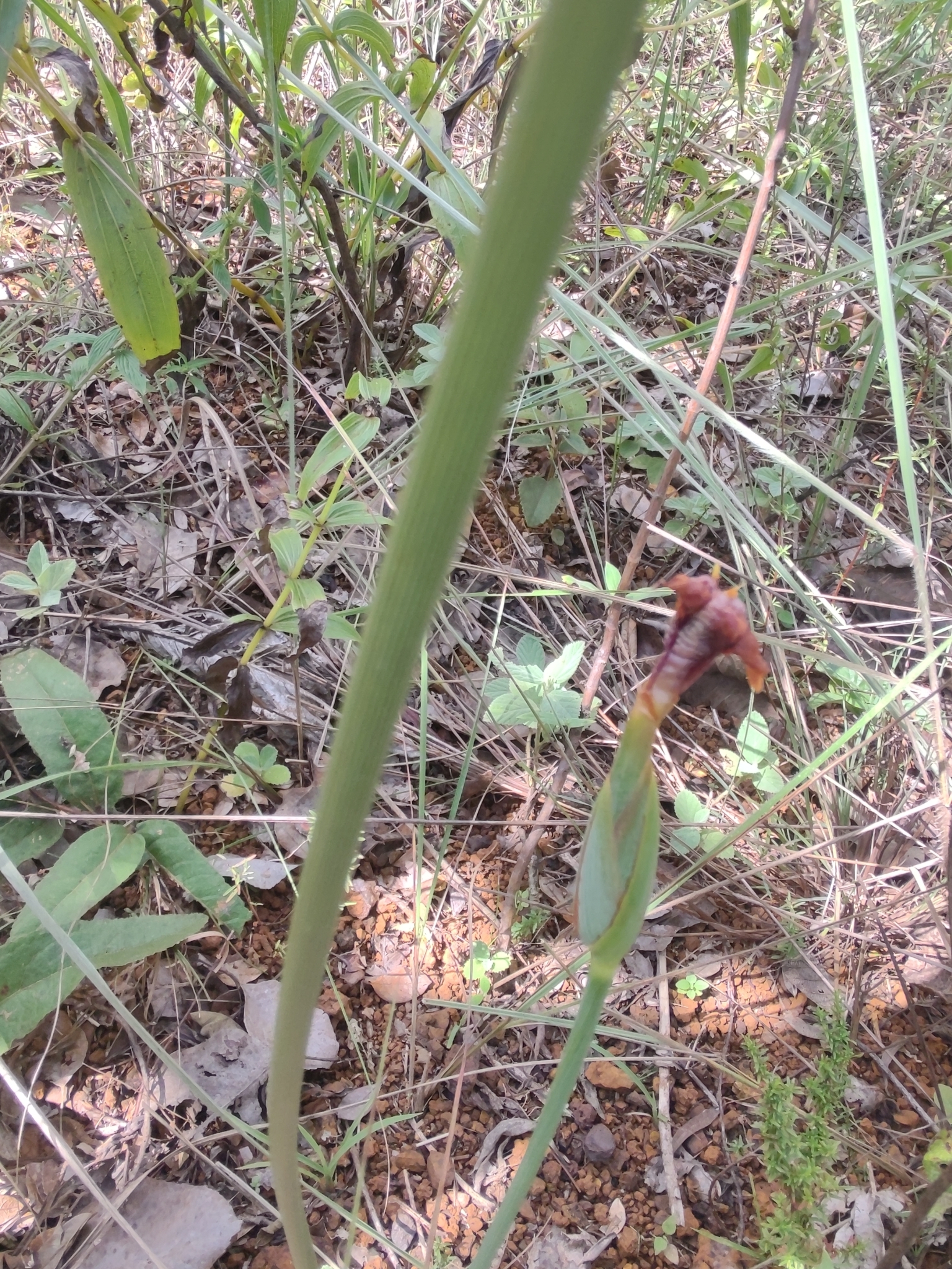 Photo of Trimezia juncifolia (6/7)