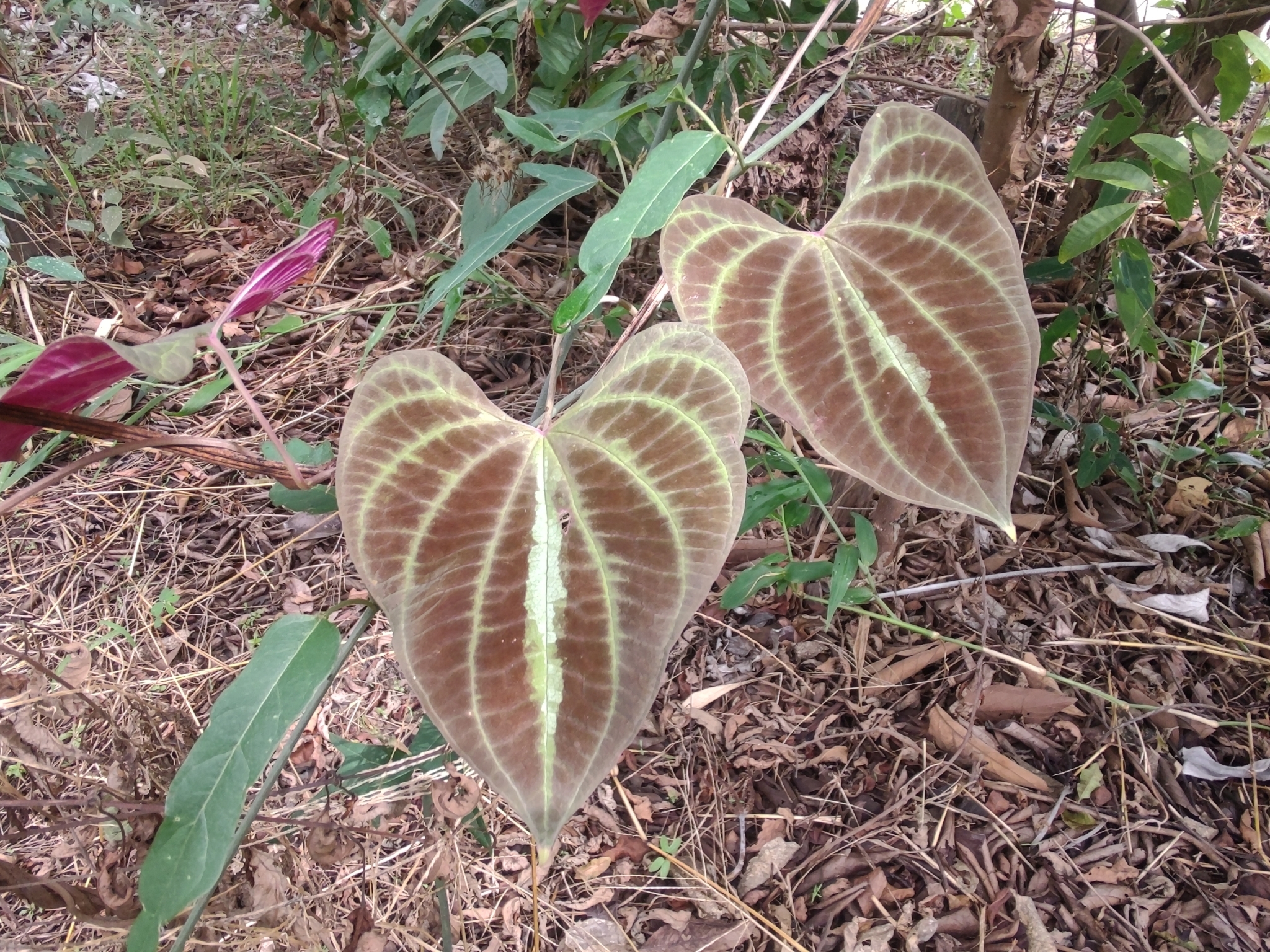 Photo of variegated monkey ball vine (6/8)