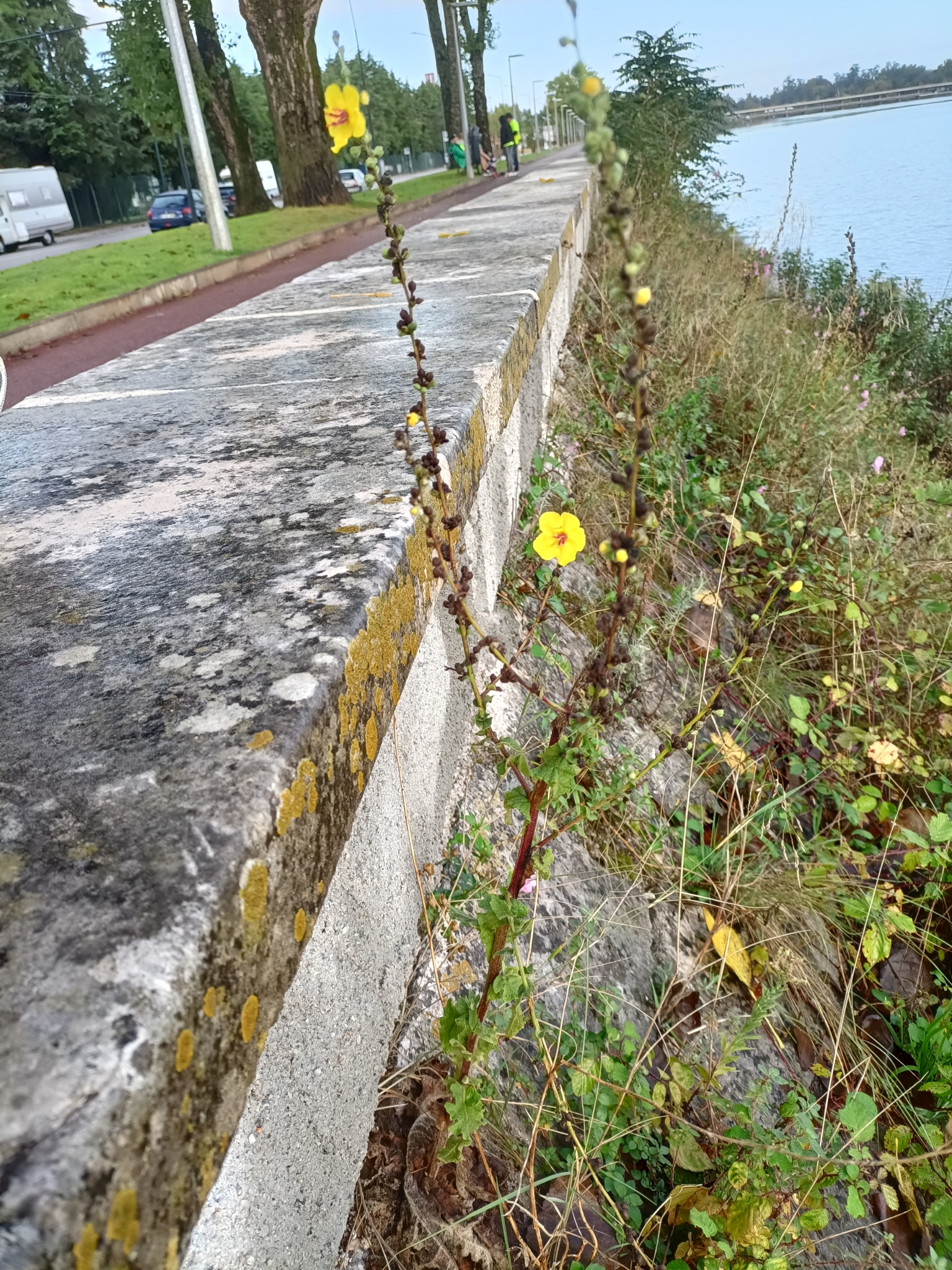 Photo of wavyleaf mullein (10/12)