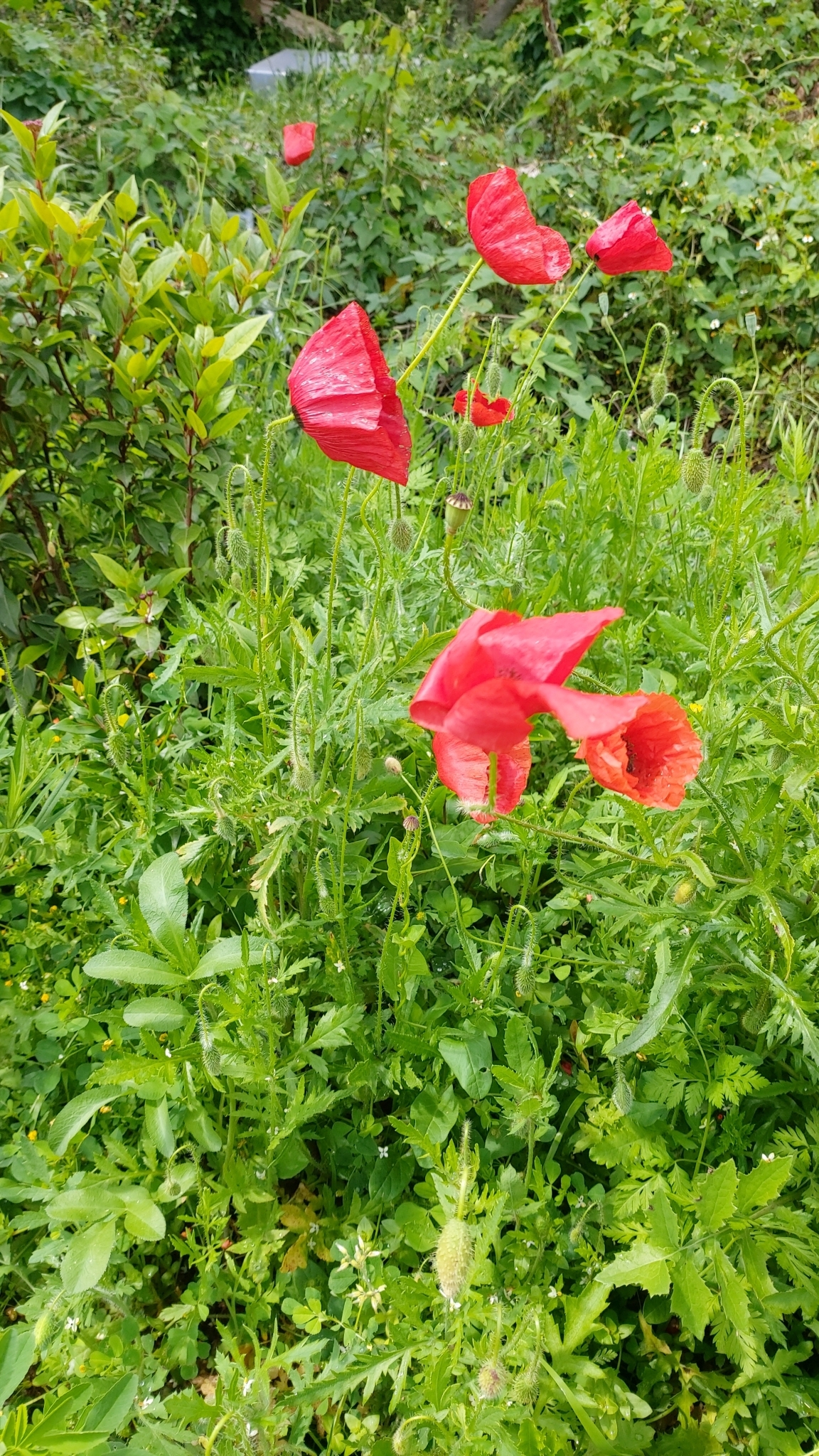 Photo of common poppy (10/12)