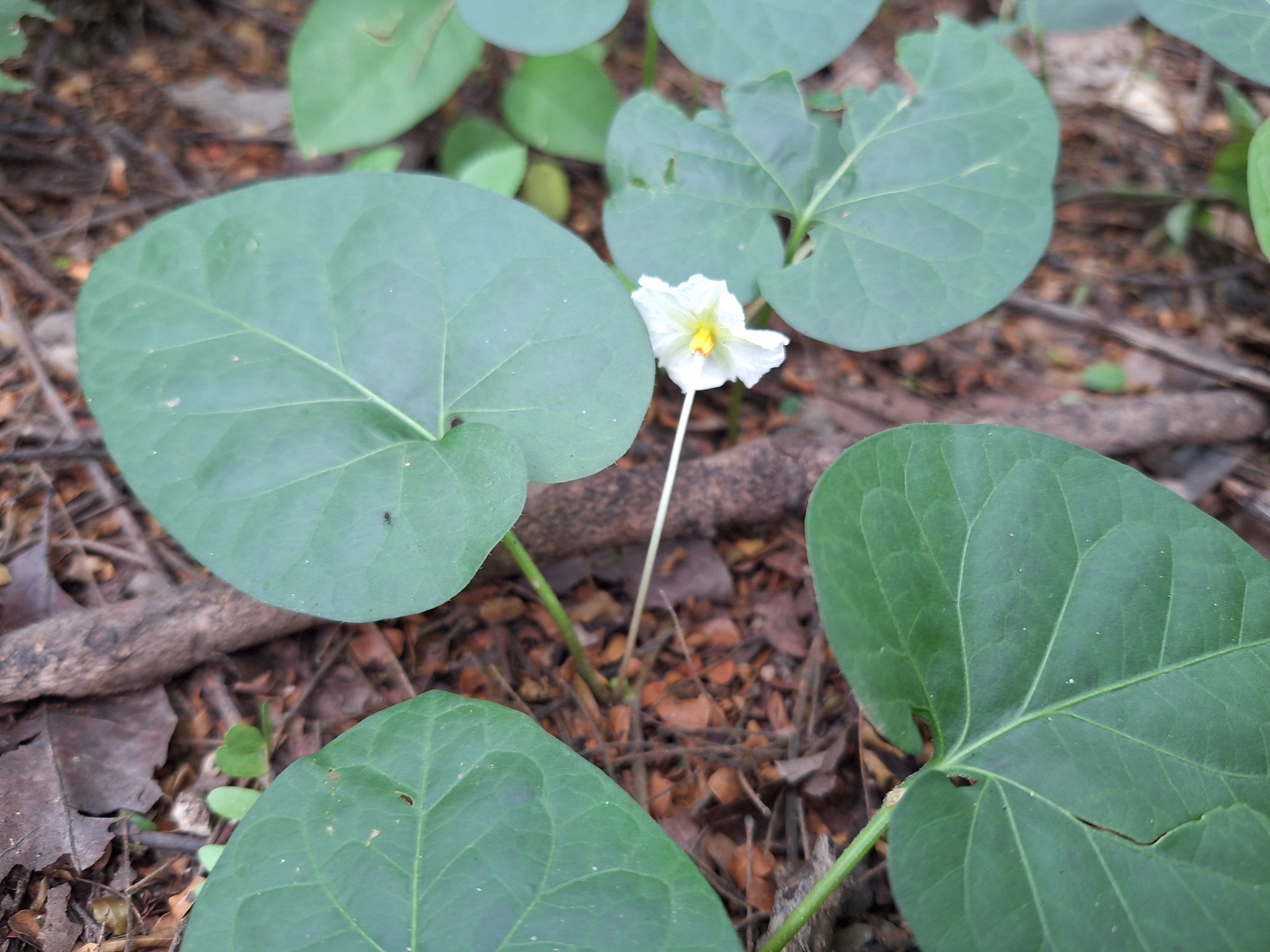 Photo of gingerleaf (4/9)