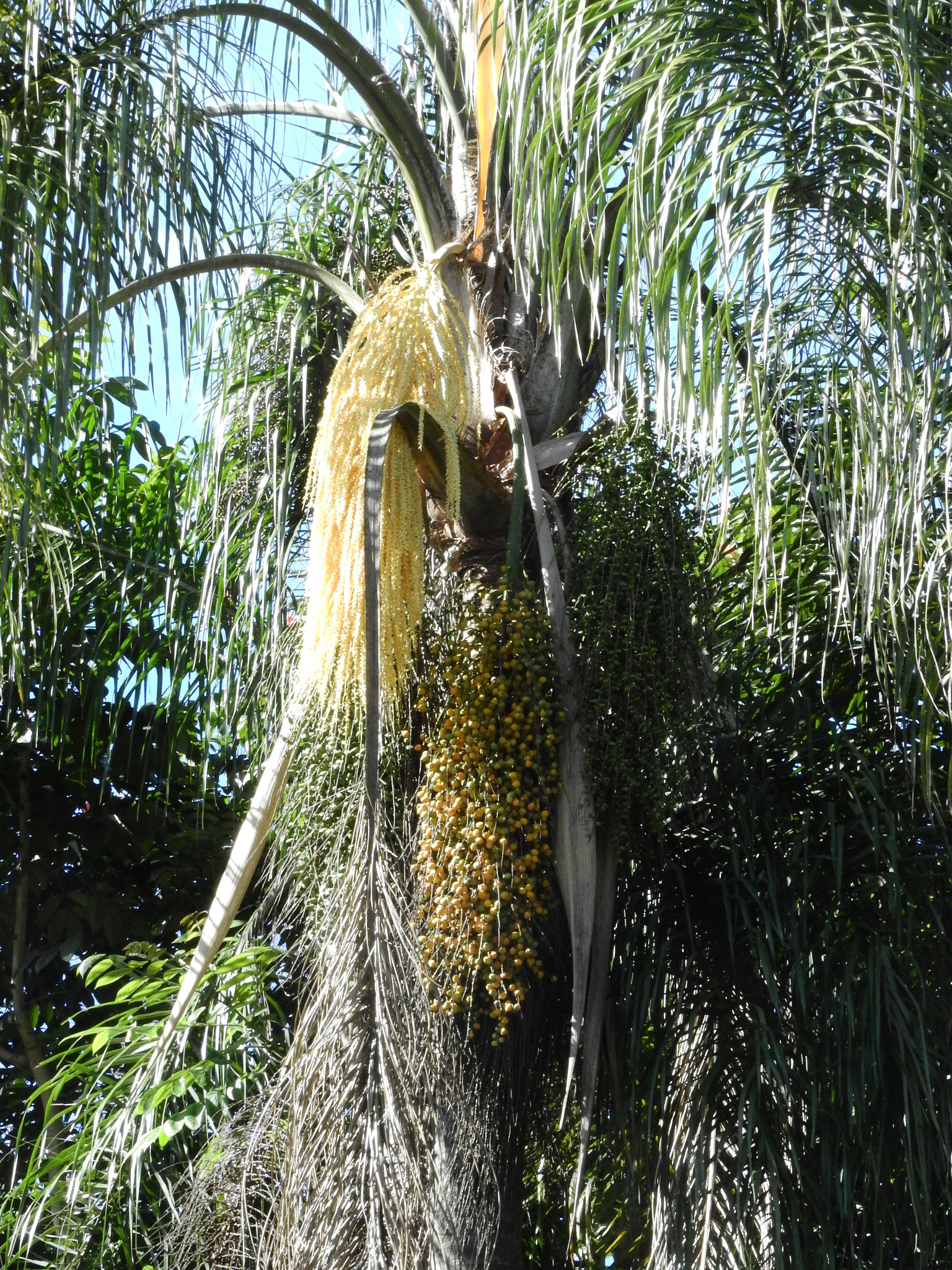Photo of Queen palm (11/12)