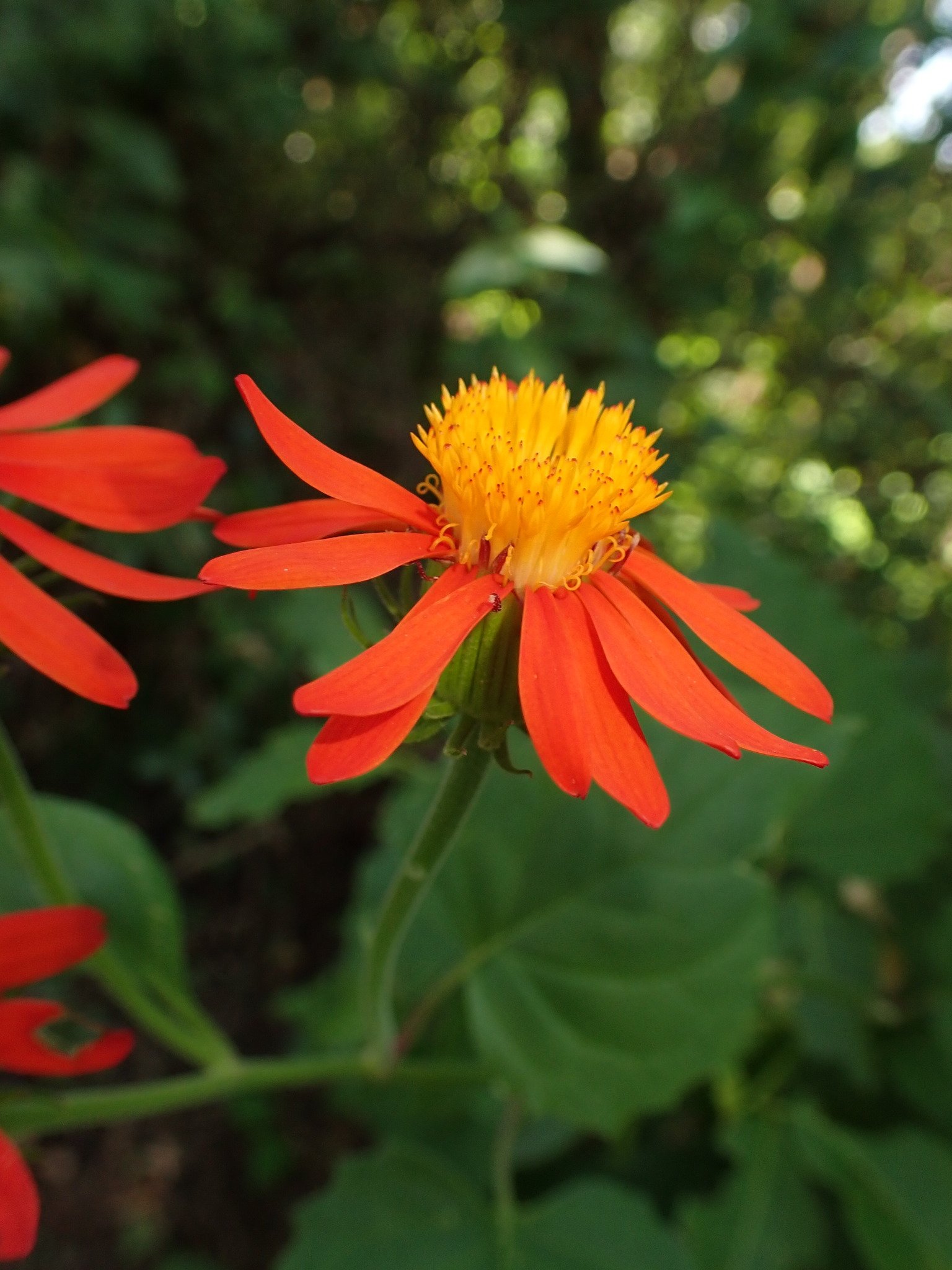 Photo of Pseudogynoxys benthamii (7/7)