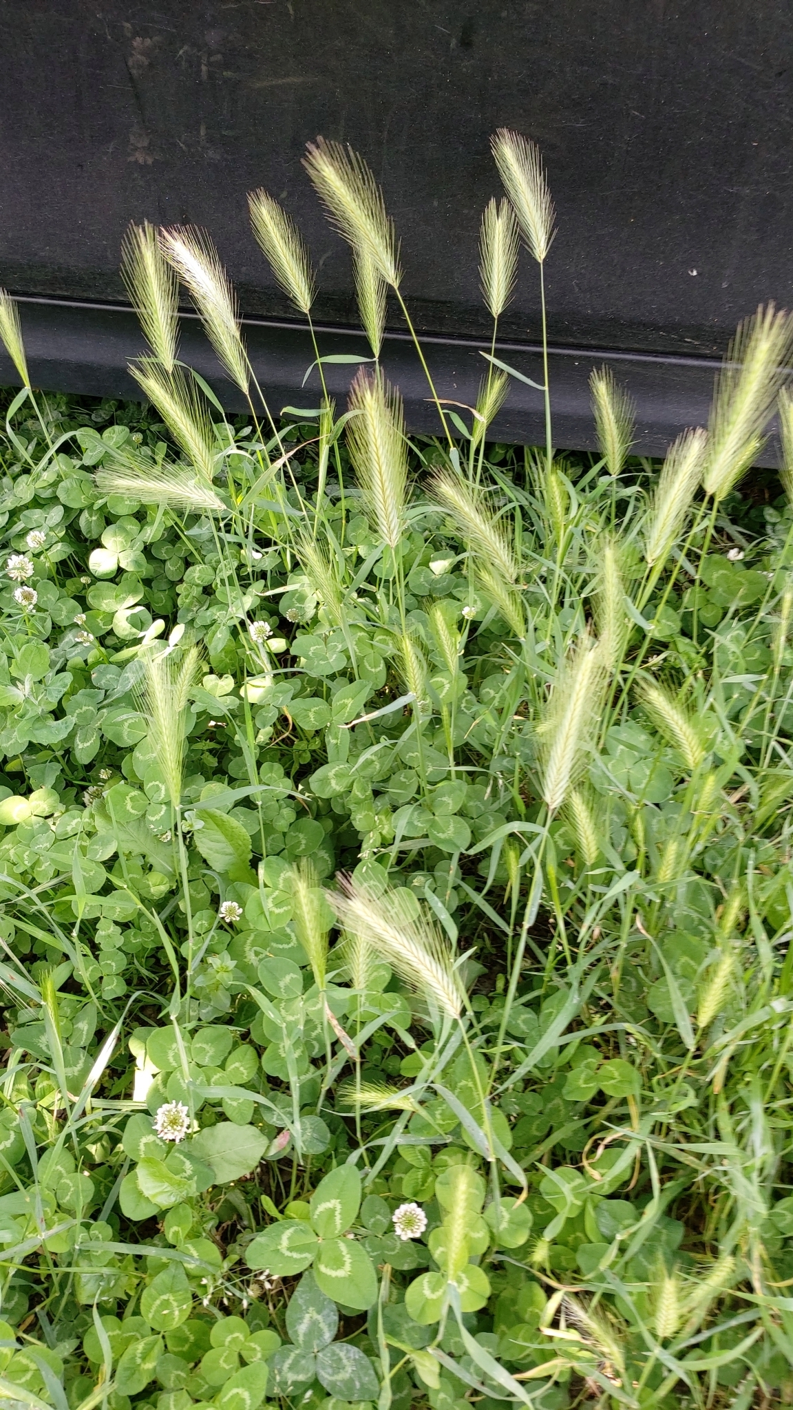 Photo of wall barley (7/12)