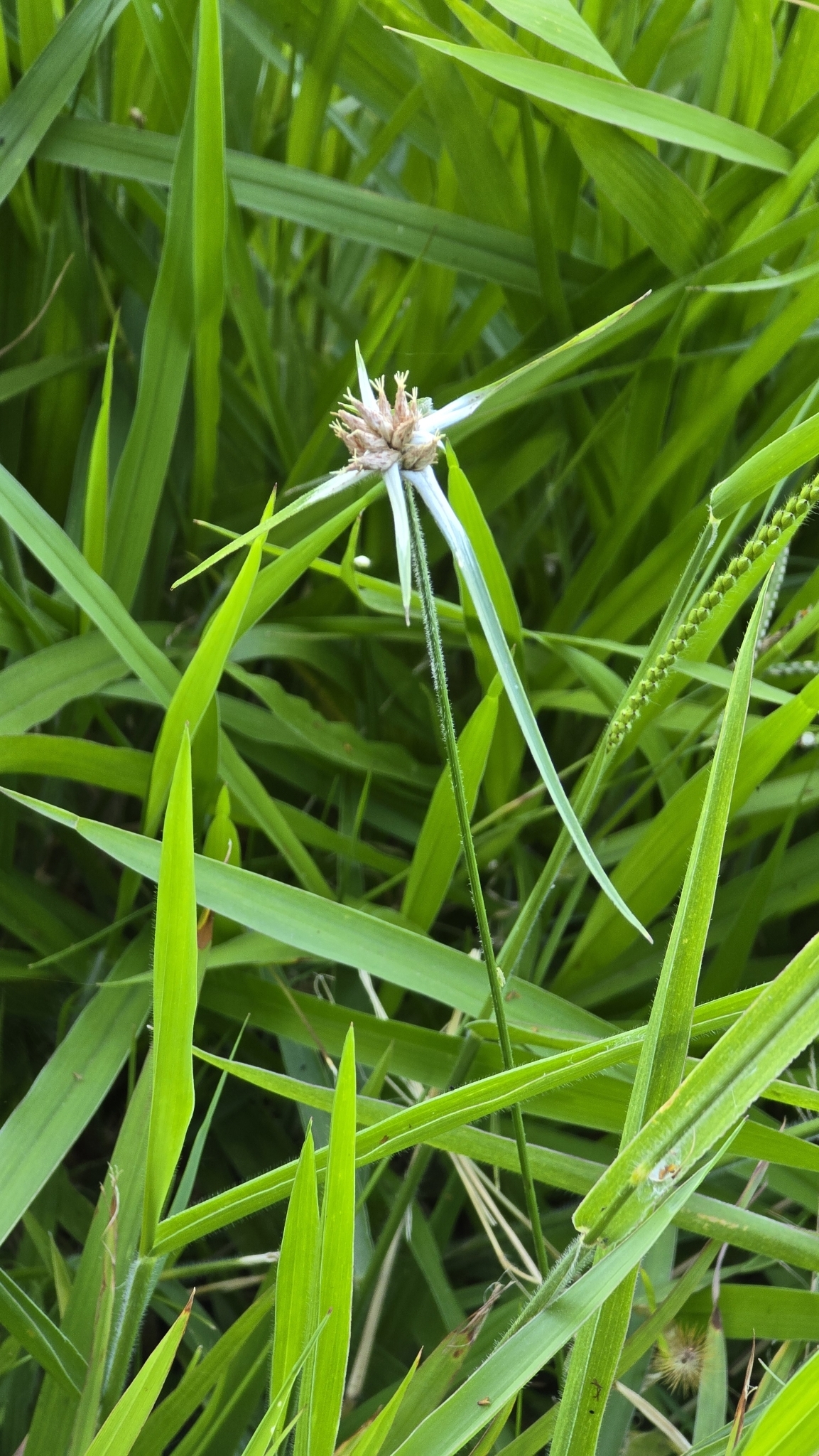Photo of yerba de estrella (1/11)