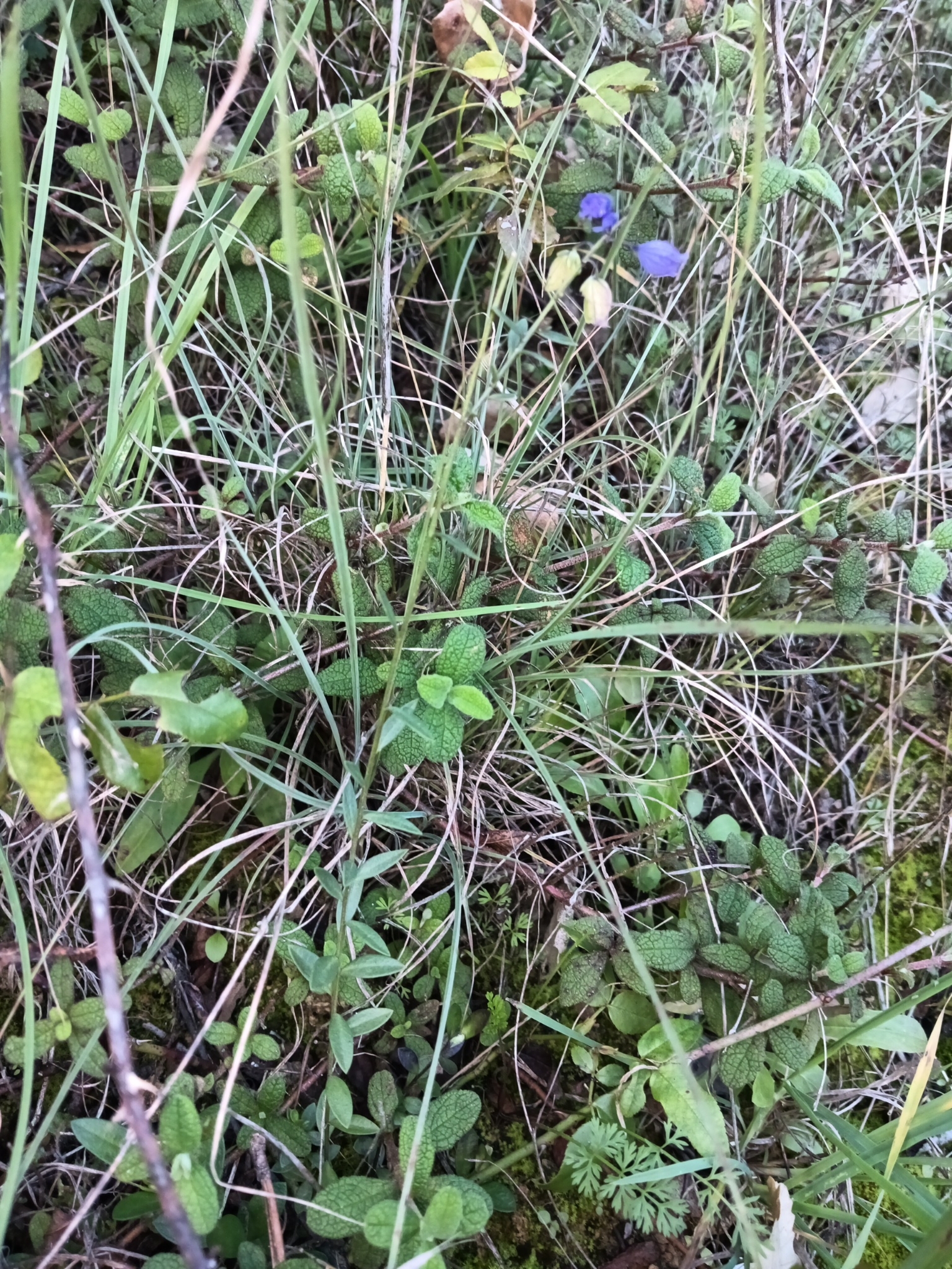 Photo of Common Milkwort (8/8)