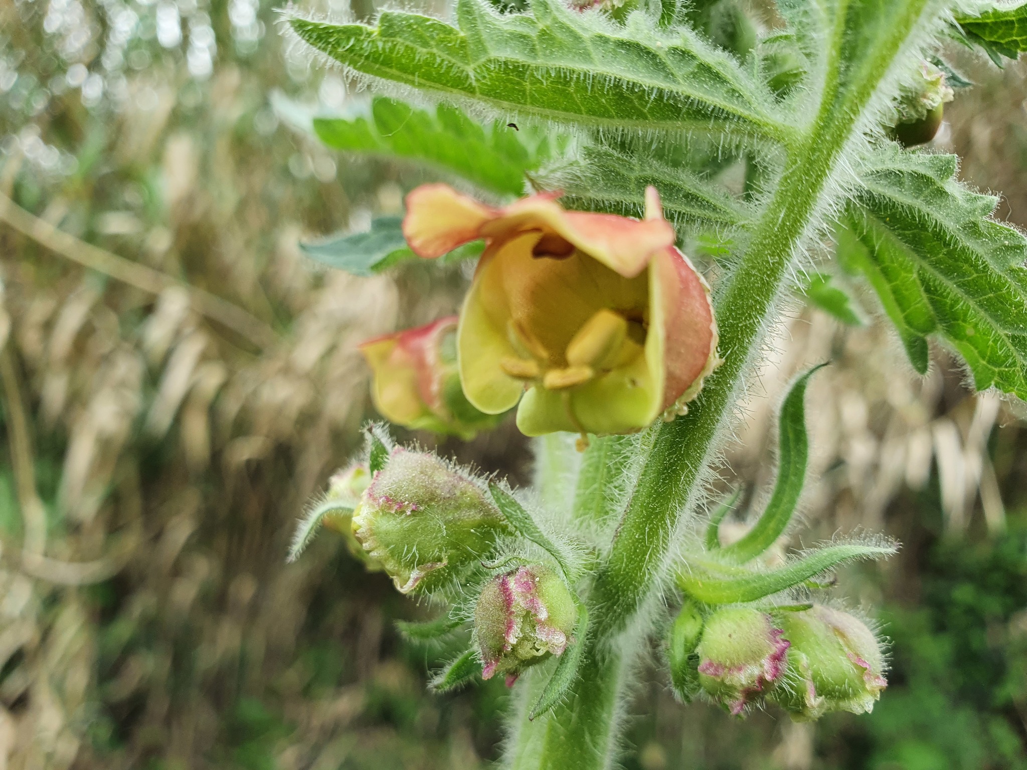 Photo of Scrophularia grandiflora (4/12)