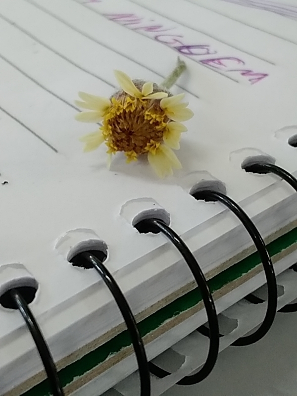 Photo of Tridax Daisy (2/12)