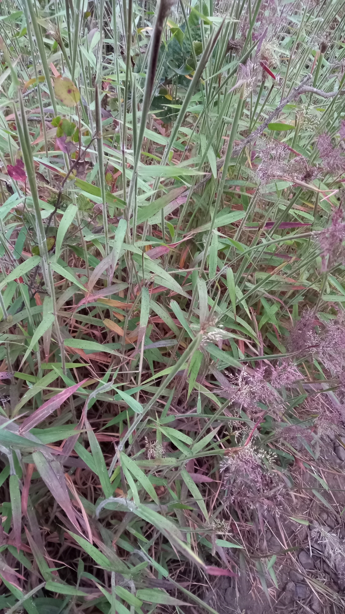 Photo of Molasses Grass (11/11)