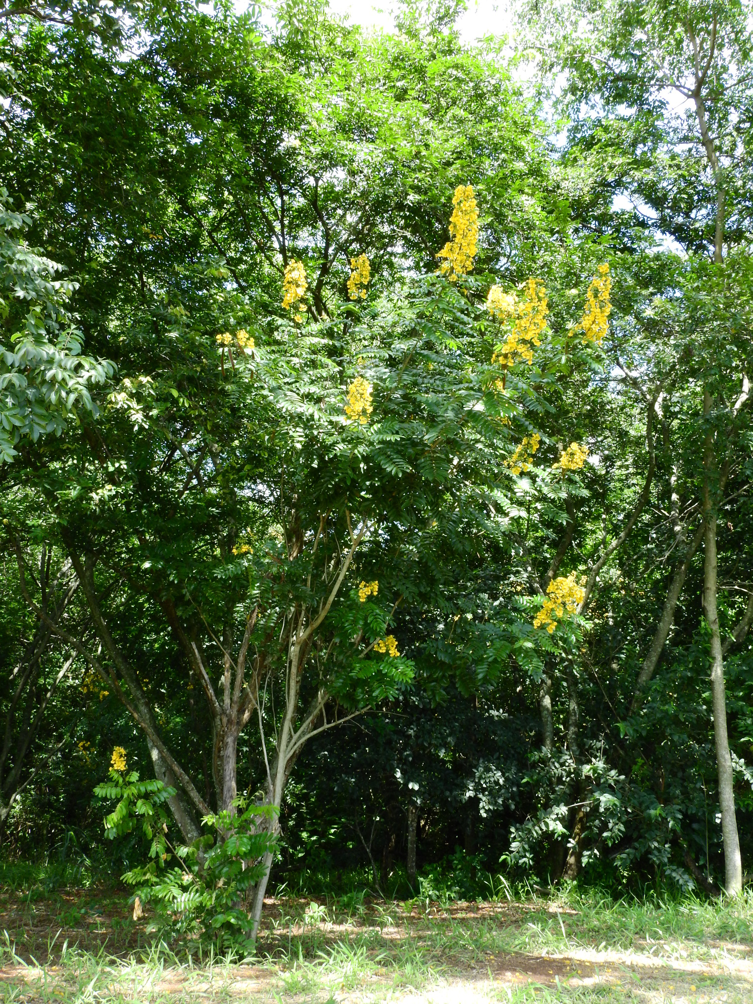 Photo of Senna silvestris (3/12)