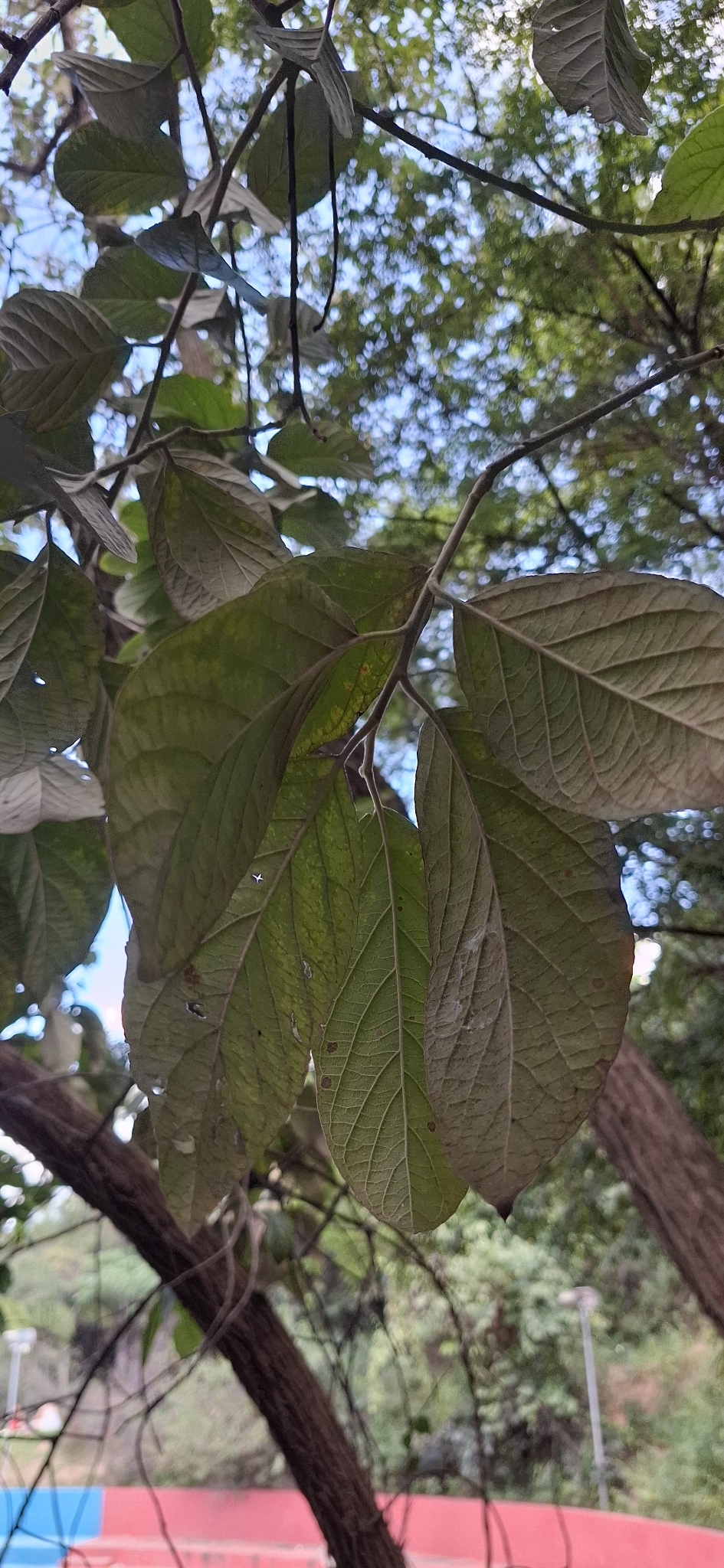 Photo of Moquiniastrum polymorphum polymorphum (5/6)